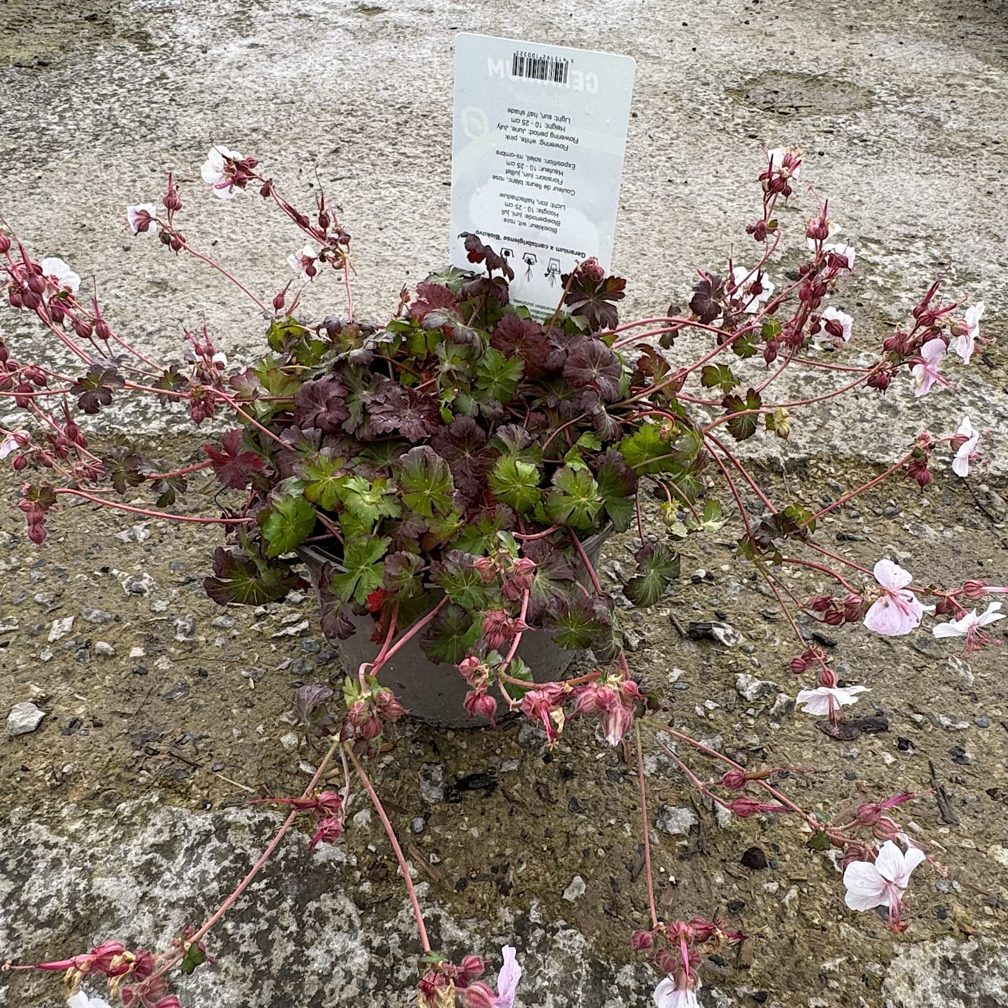 Geranium cant. 'Biokovo'