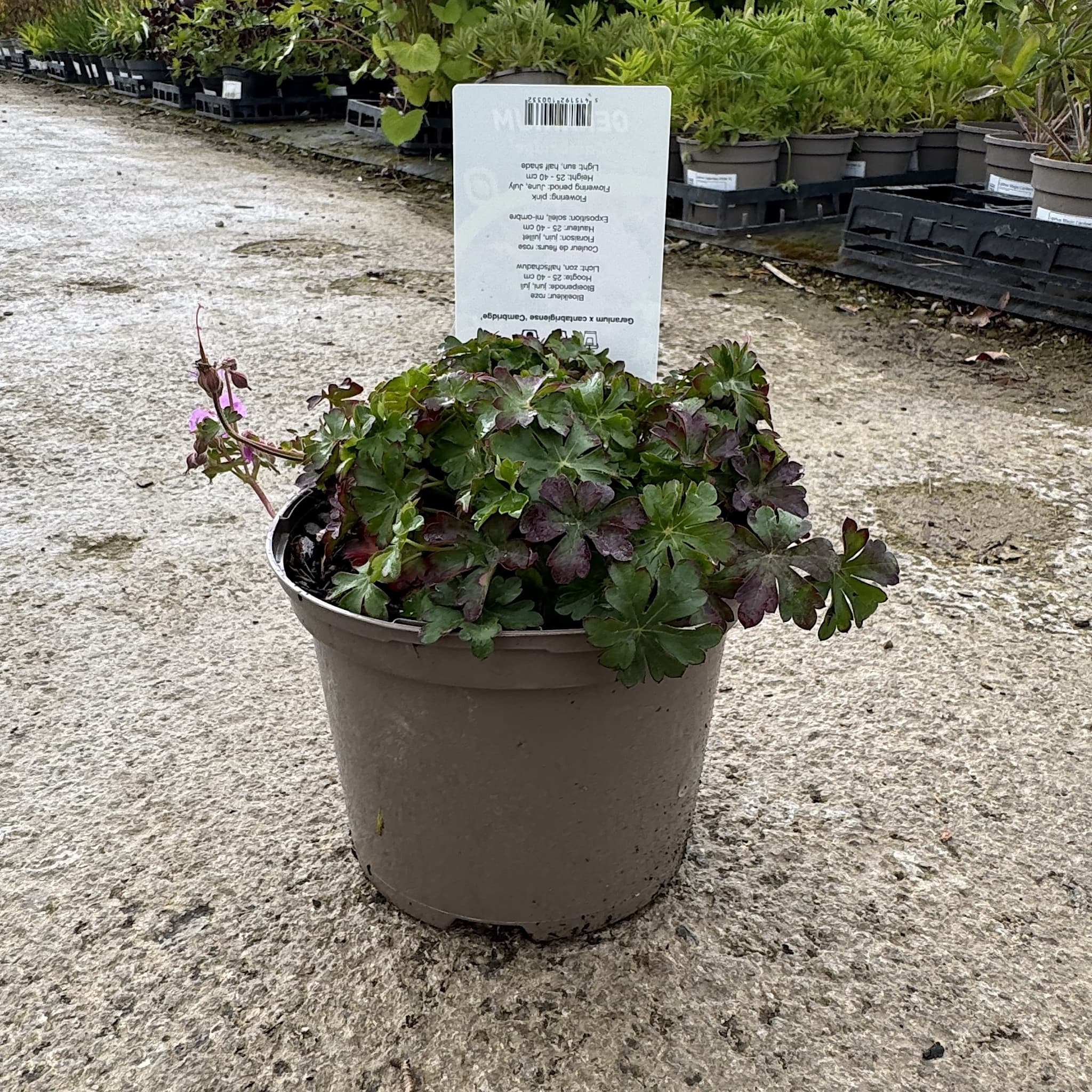 Geranium × cantabrigiense 'Cambridge'