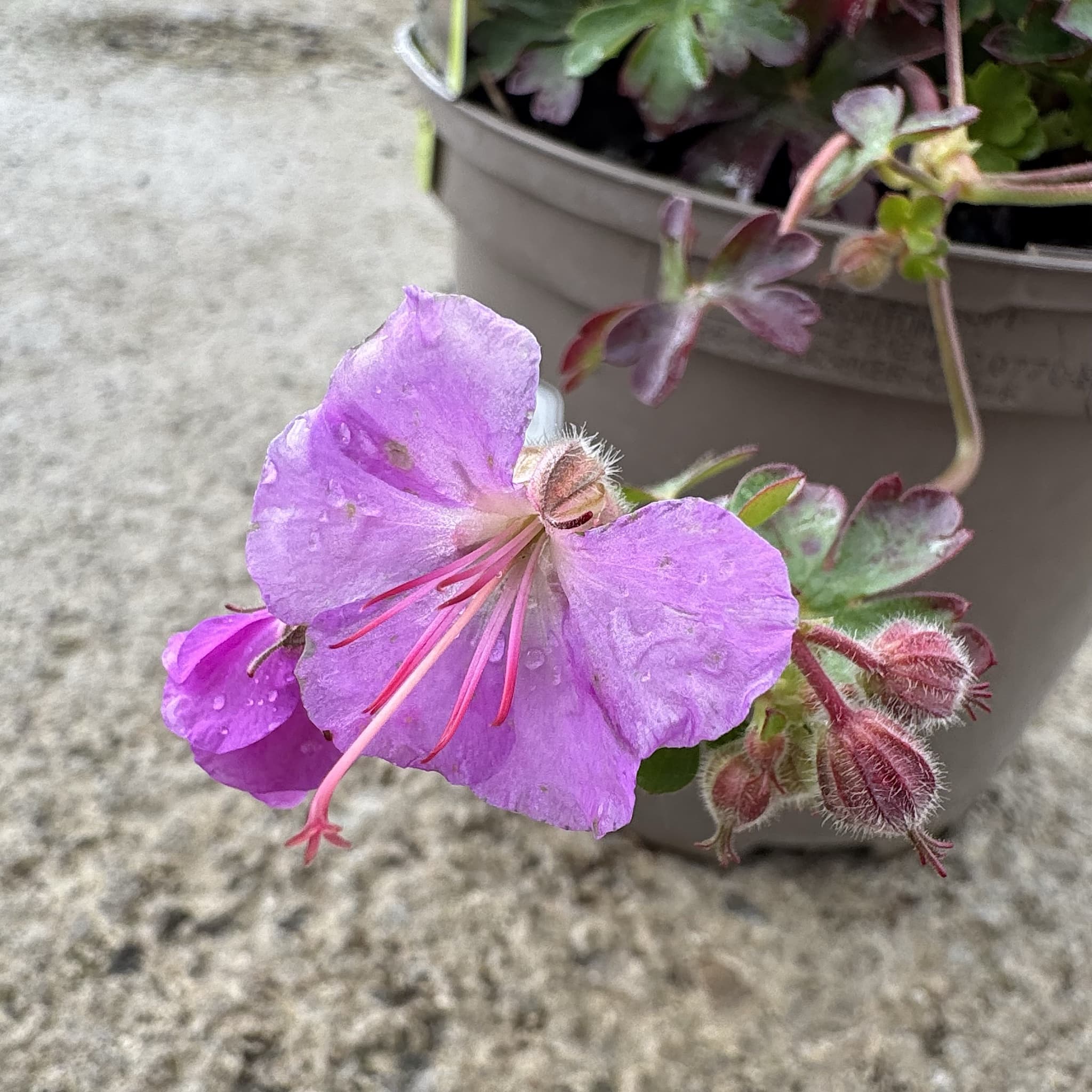 Geranium × cantabrigiense 'Cambridge'