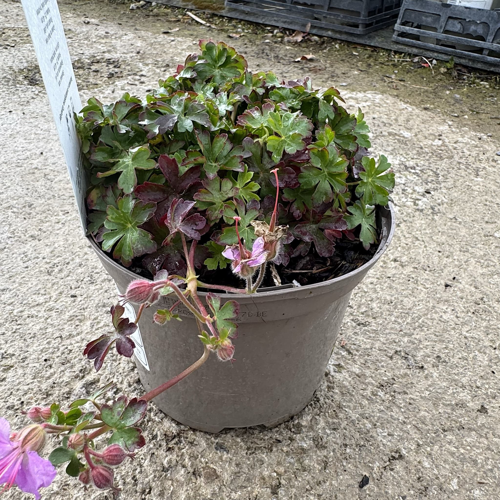 Geranium × cantabrigiense 'Cambridge'