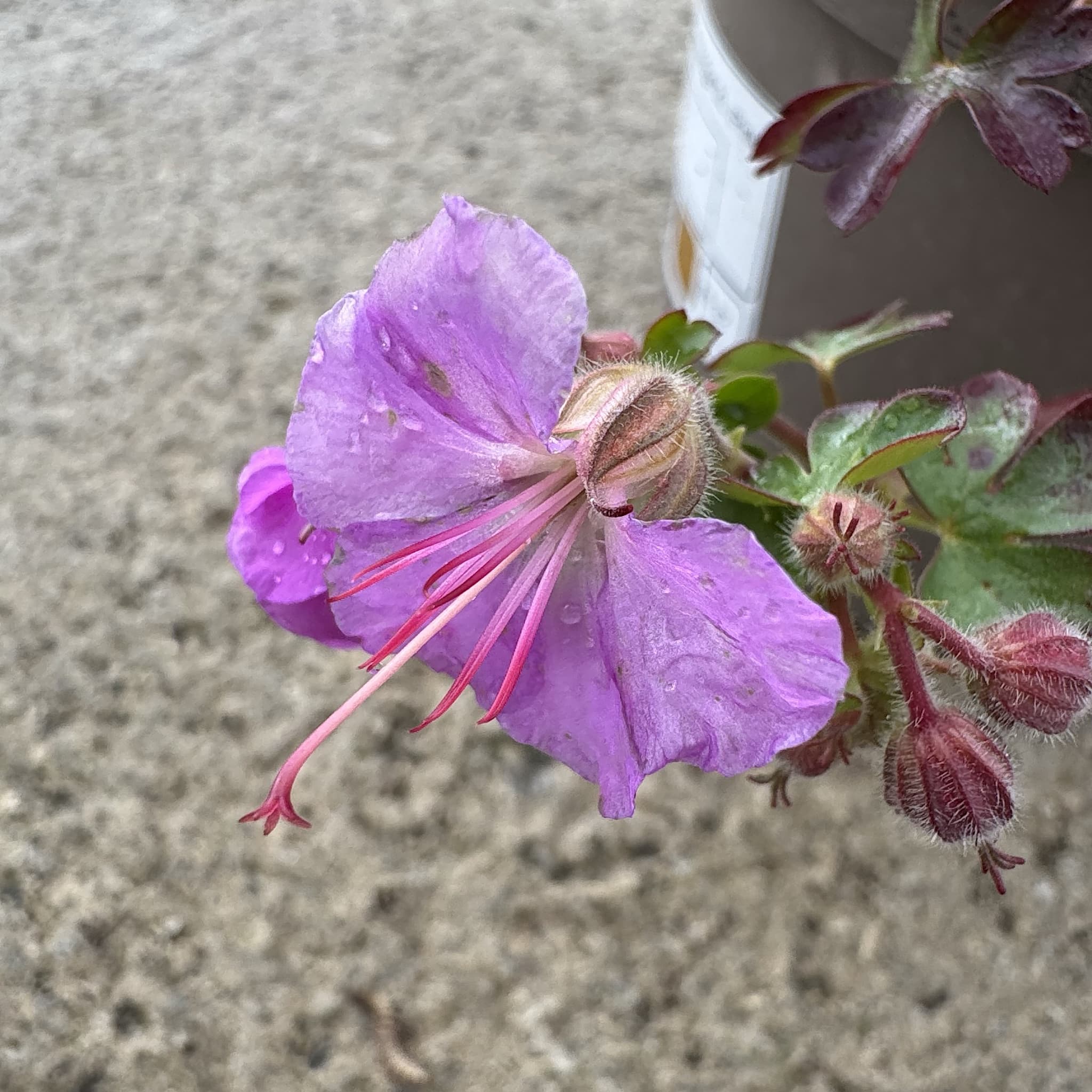 Geranium × cantabrigiense 'Cambridge'