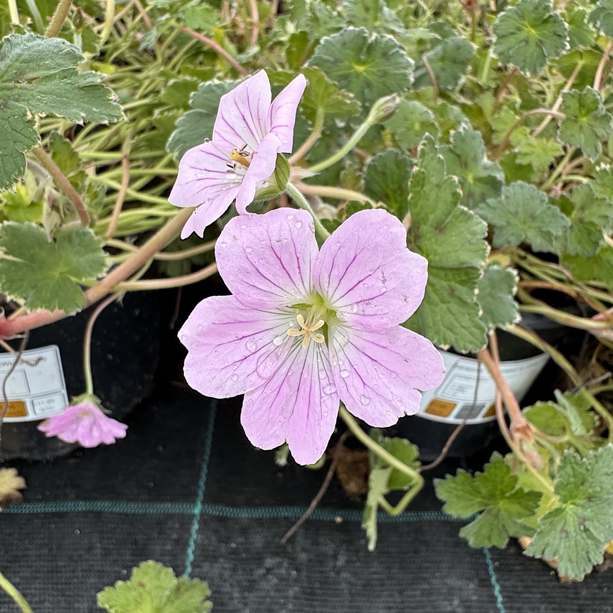 Geranium 'Dreamland'
