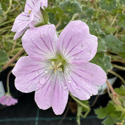 Geranium 'Dreamland'