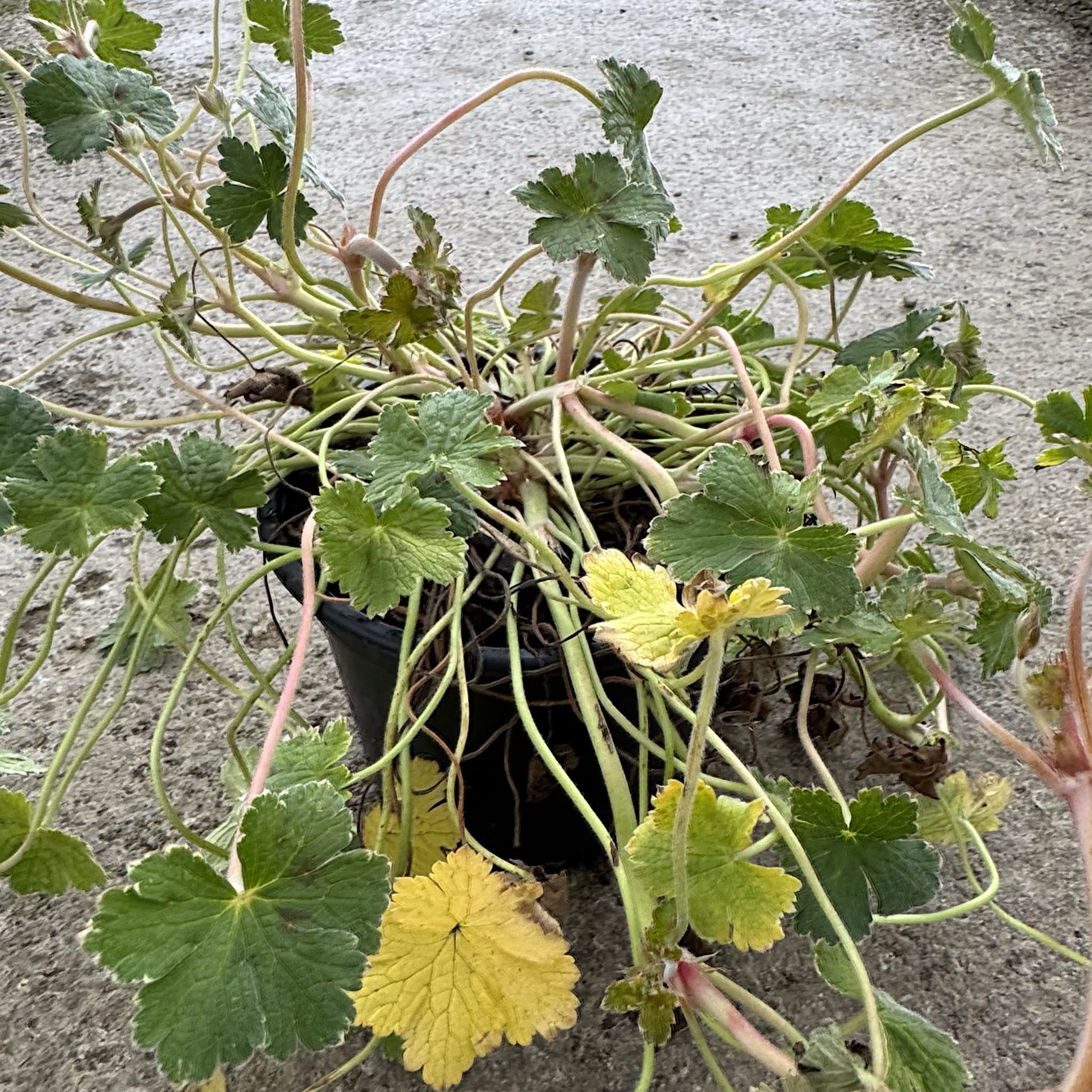 Geranium 'Dreamland'