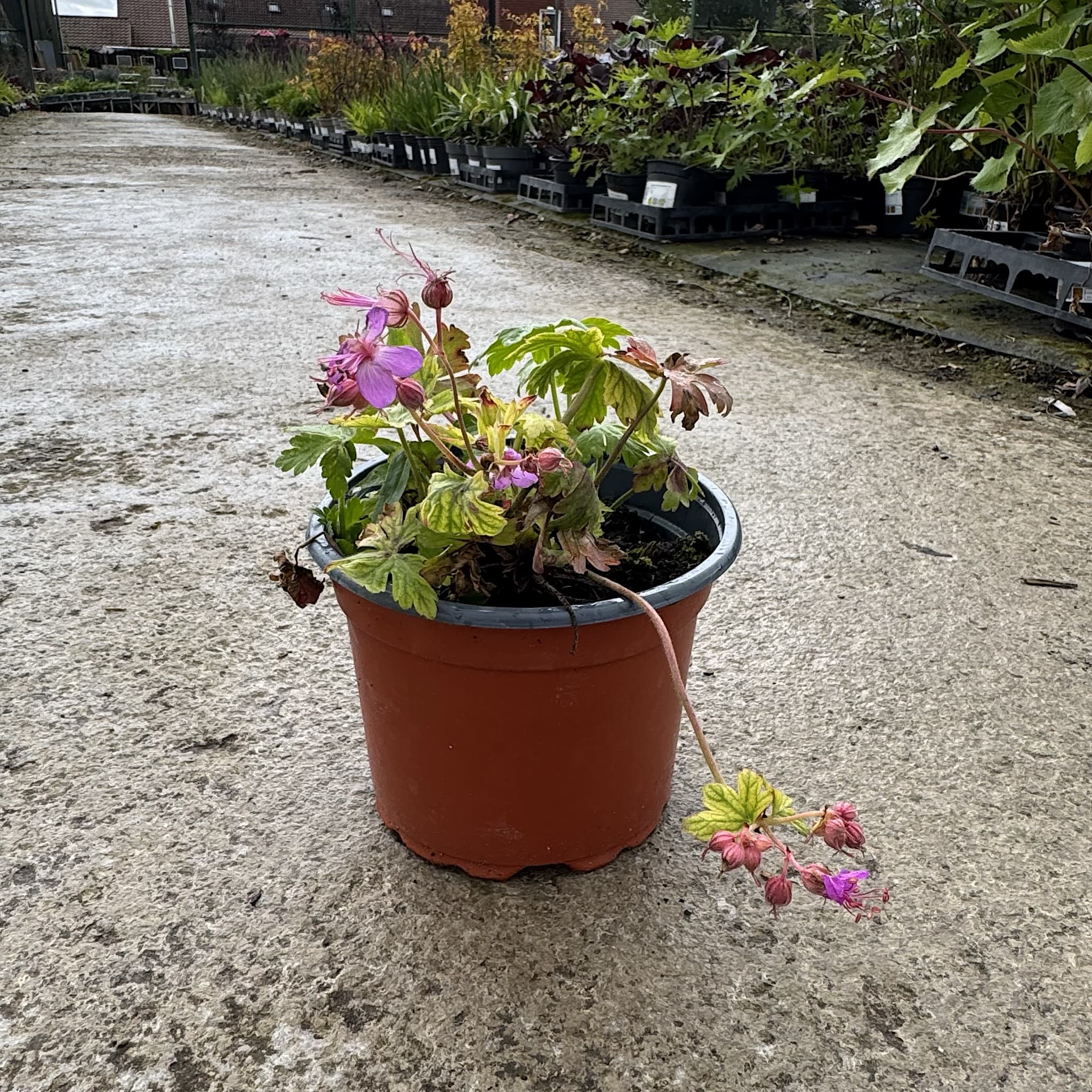 Geranium macr. 'Ingwersen's Var.' (pink)