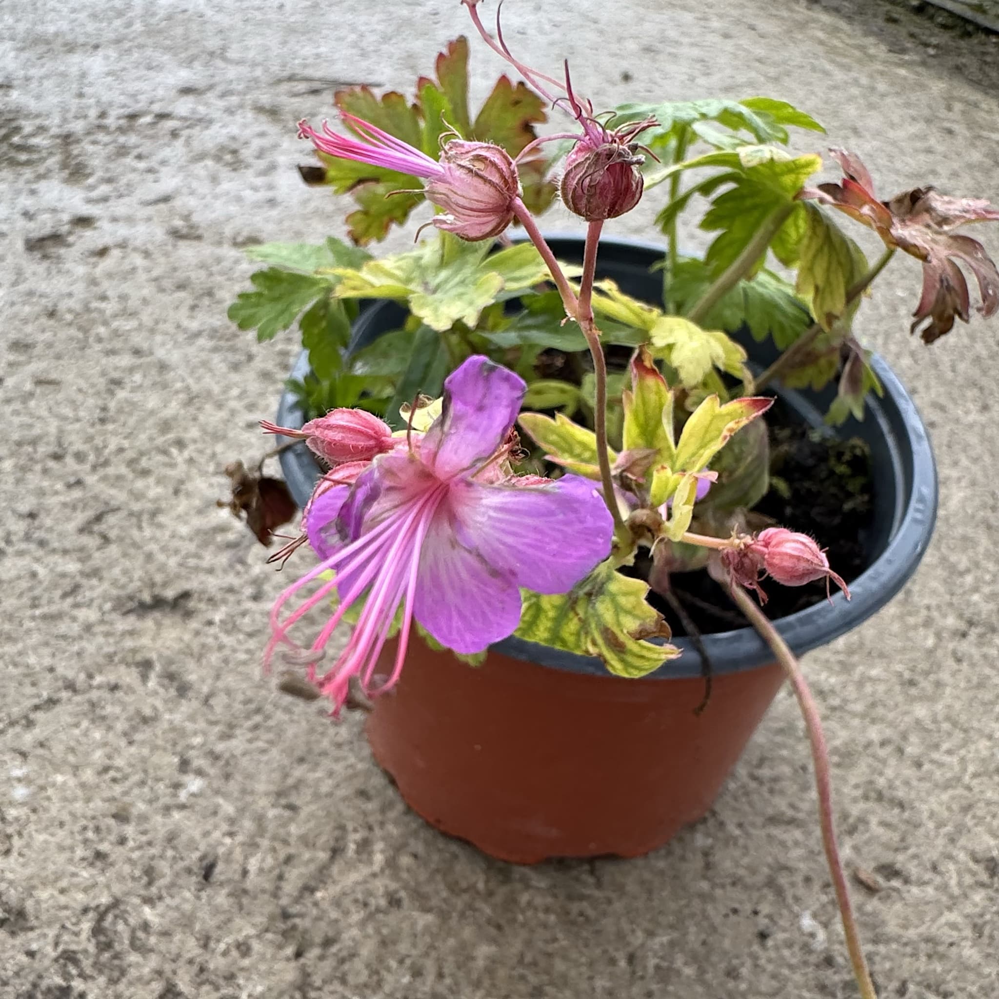 Geranium macr. 'Ingwersen's Var.' (pink)