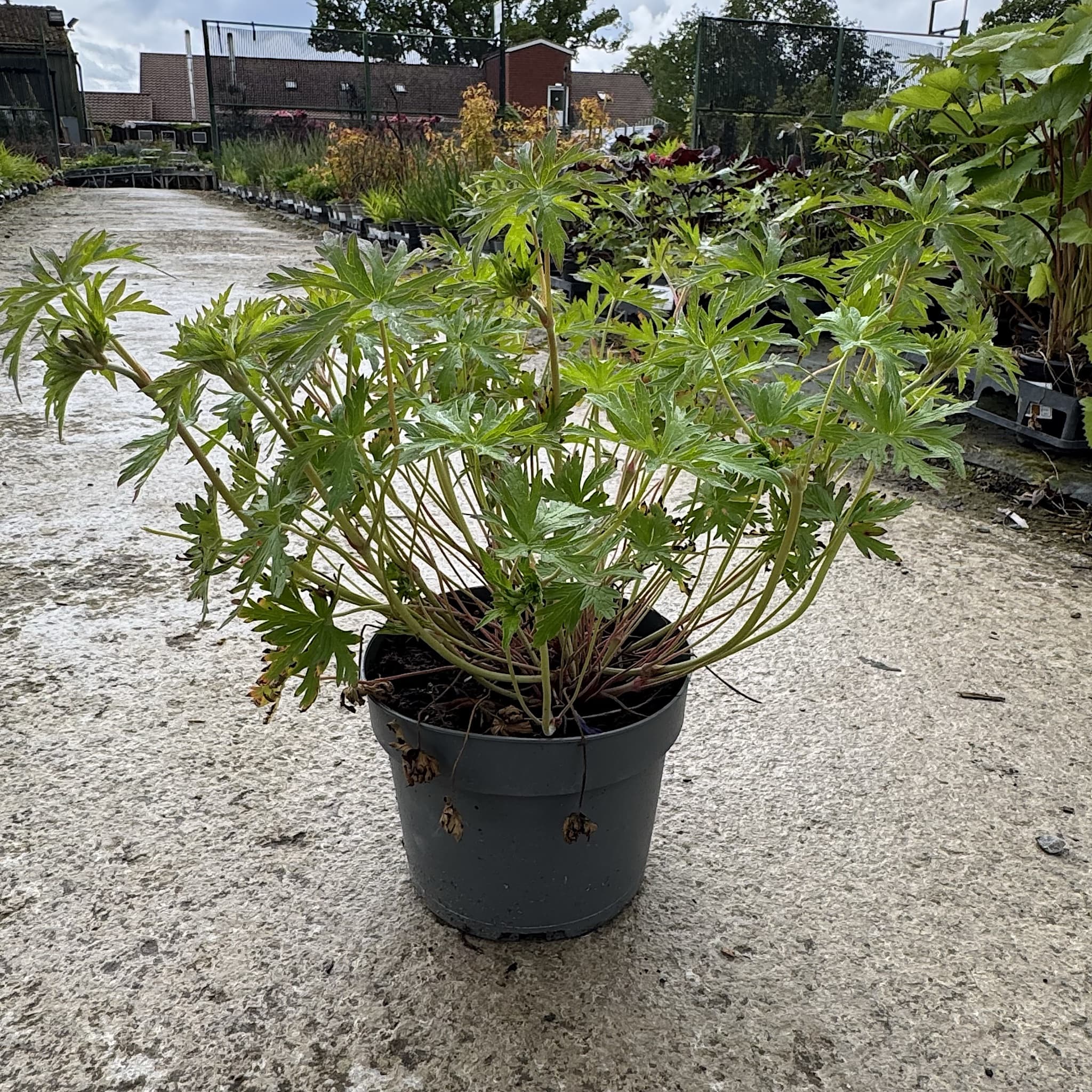 Geranium 'Johnson's Blue'