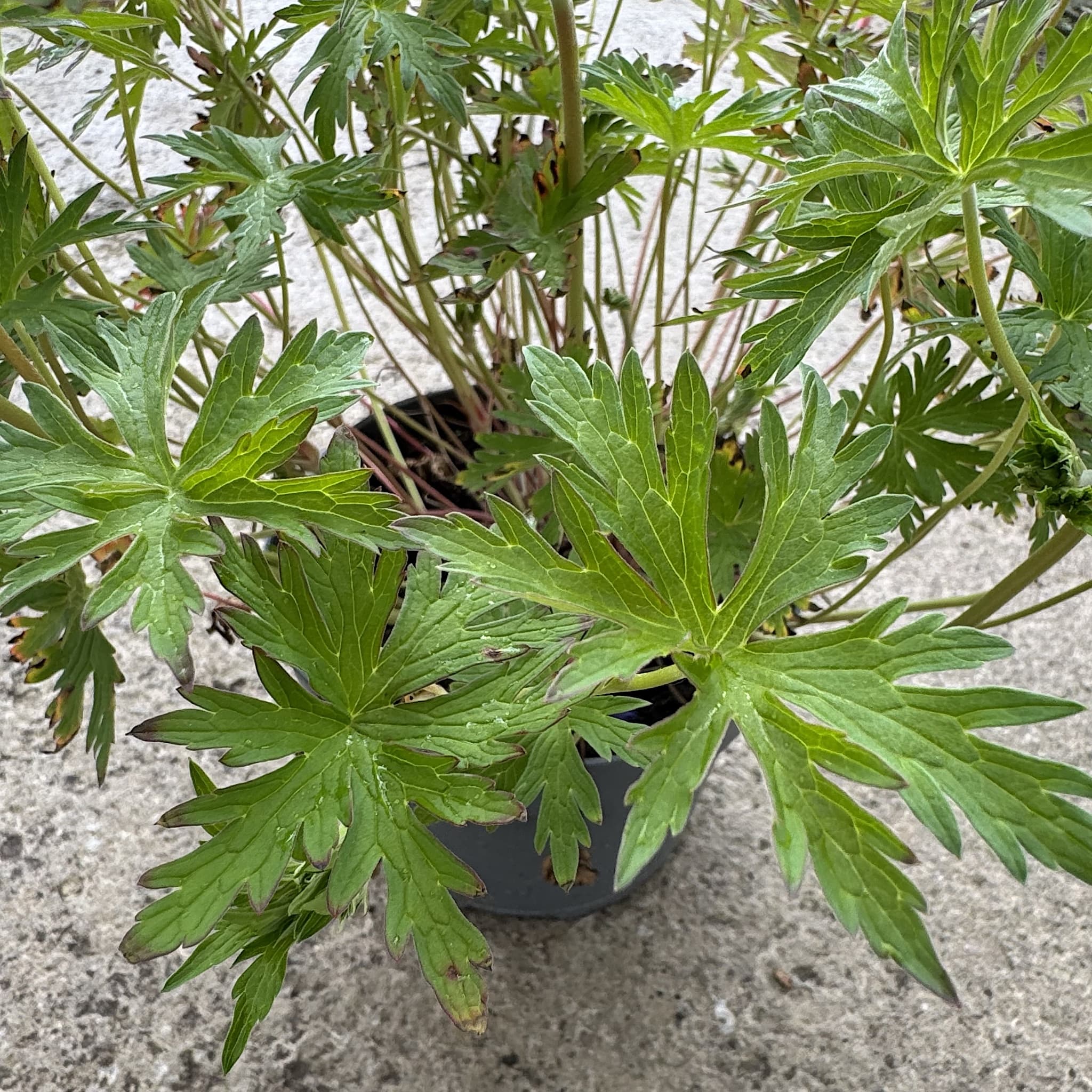 Geranium 'Johnson's Blue'