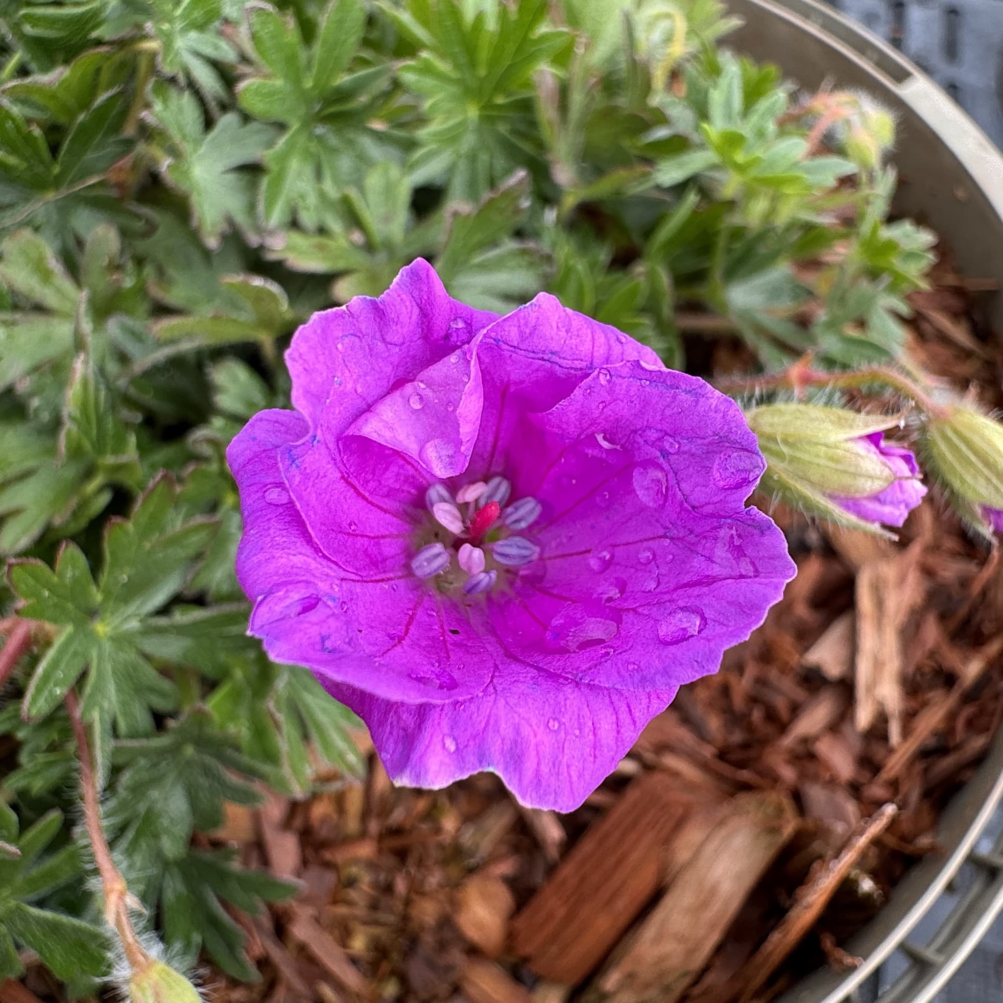 Geranium sang. 'Max Frei'