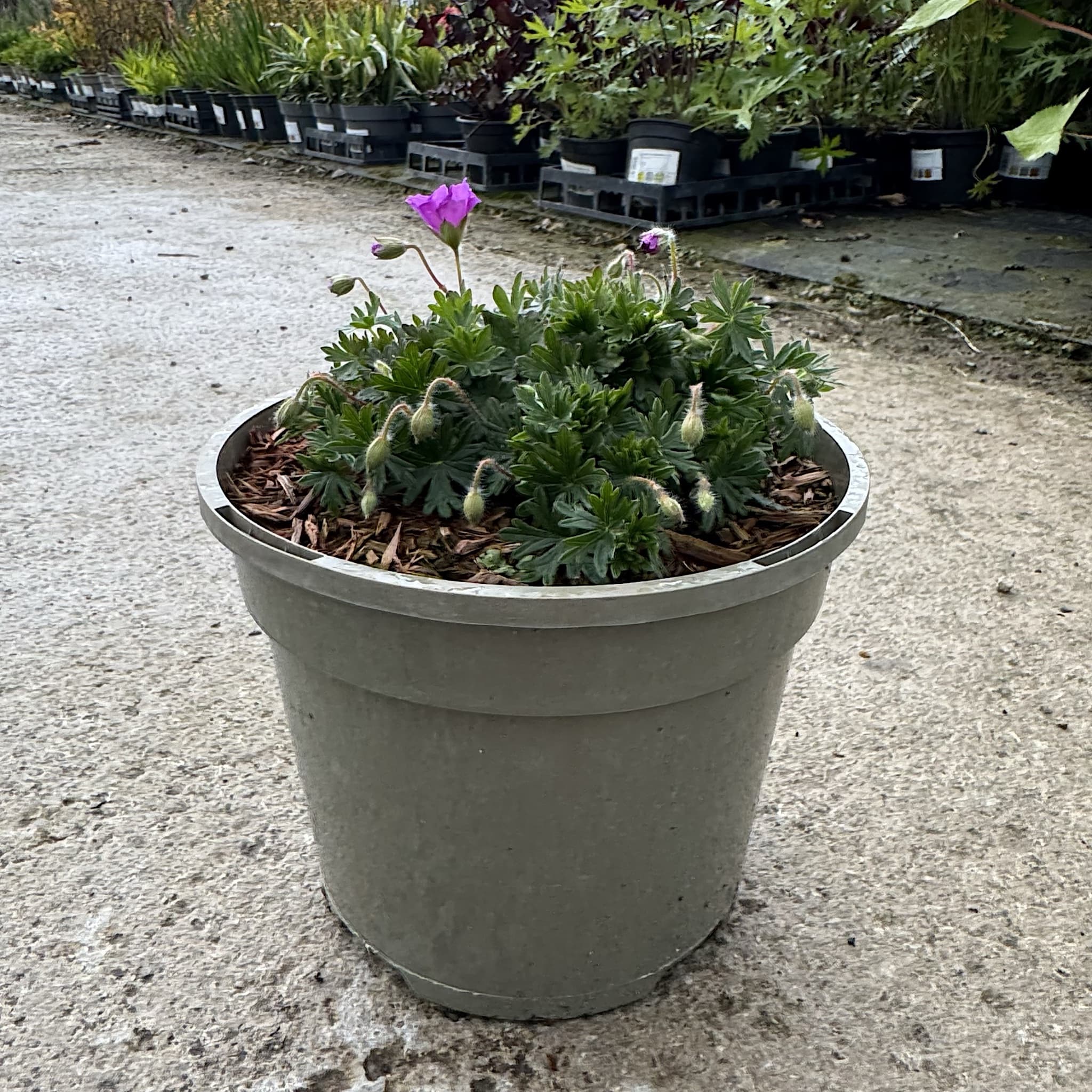 Geranium sang. 'Max Frei'
