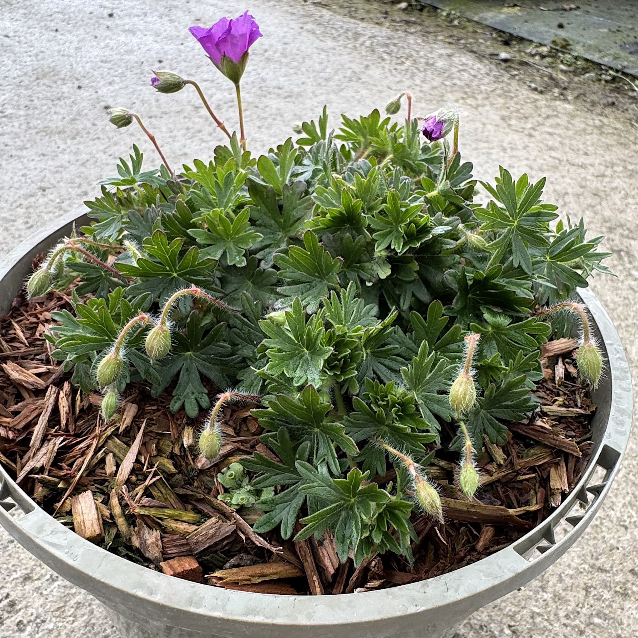 Geranium sang. 'Max Frei'