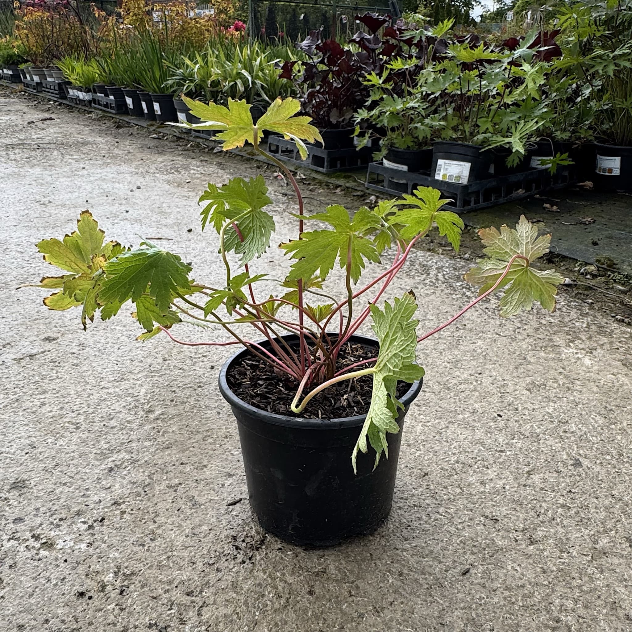 Geranium 'Patricia' (Pink)