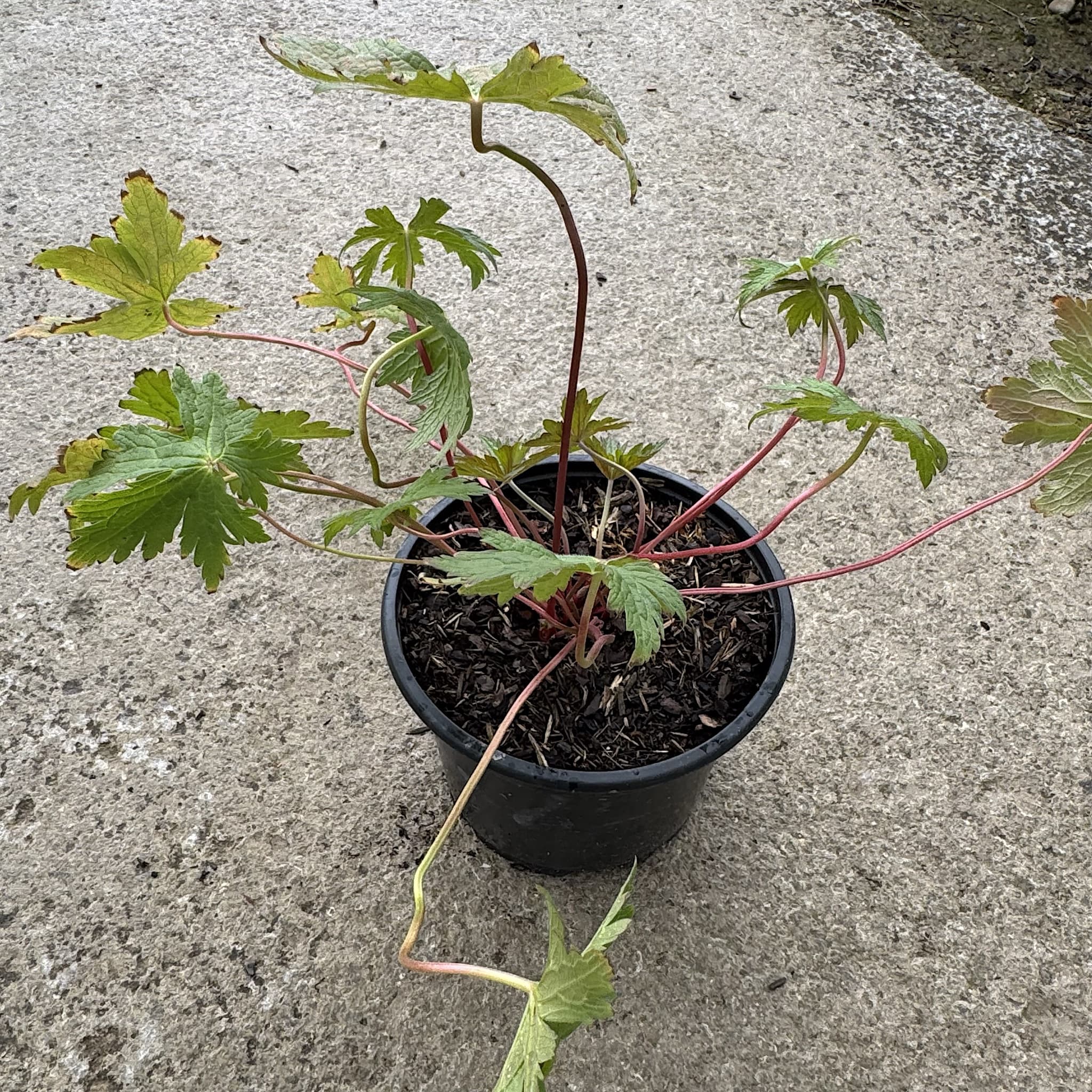 Geranium 'Patricia' (Pink)