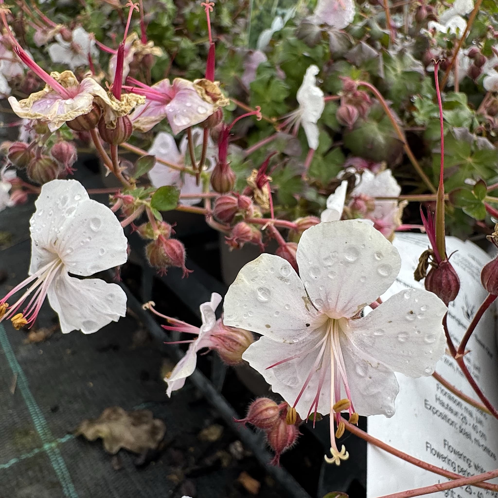Geranium cantabrigiense 'St Ola'