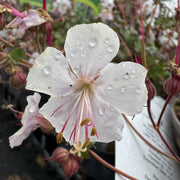 Geranium cantabrigiense 'St Ola'