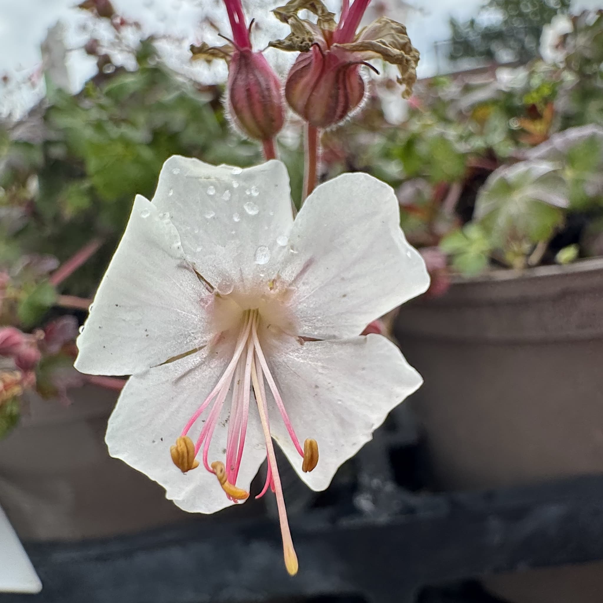 Geranium cantabrigiense 'St Ola'