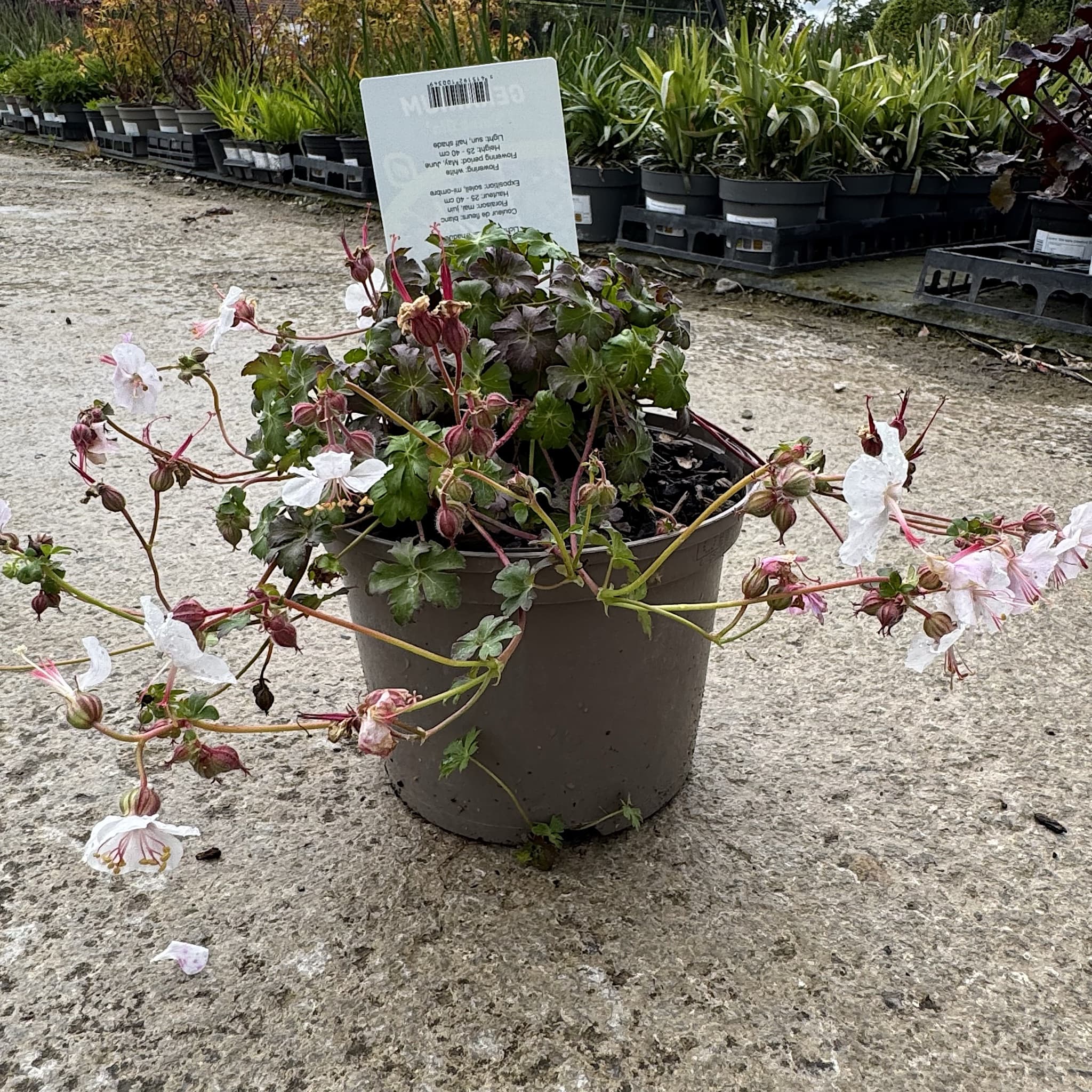 Geranium cantabrigiense 'St Ola'