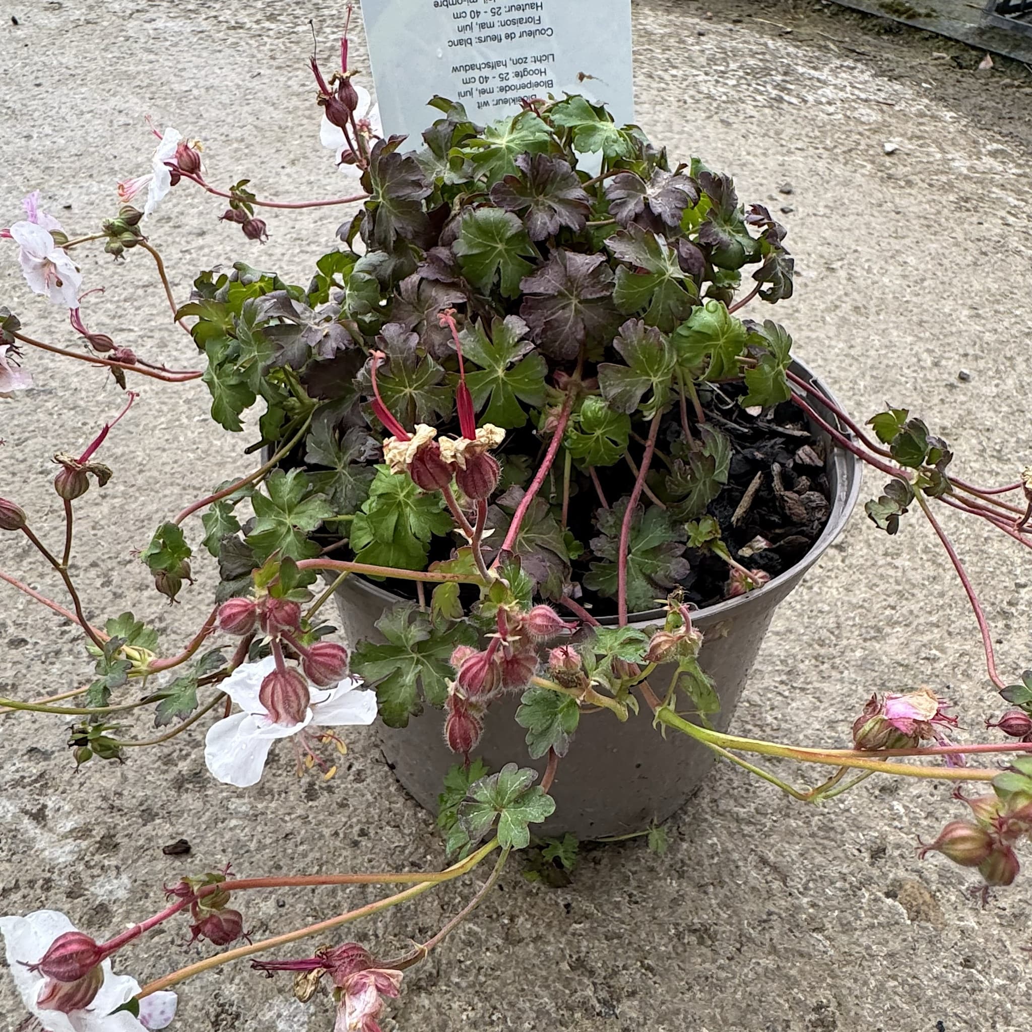 Geranium cantabrigiense 'St Ola'