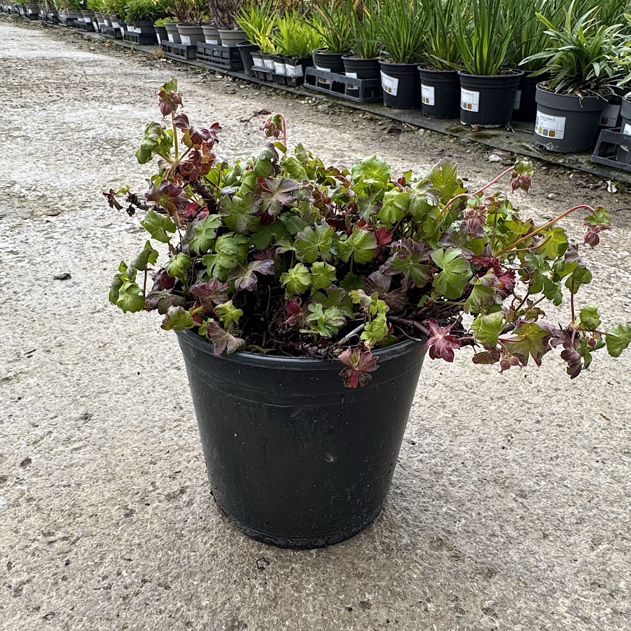 Geranium sanguineum