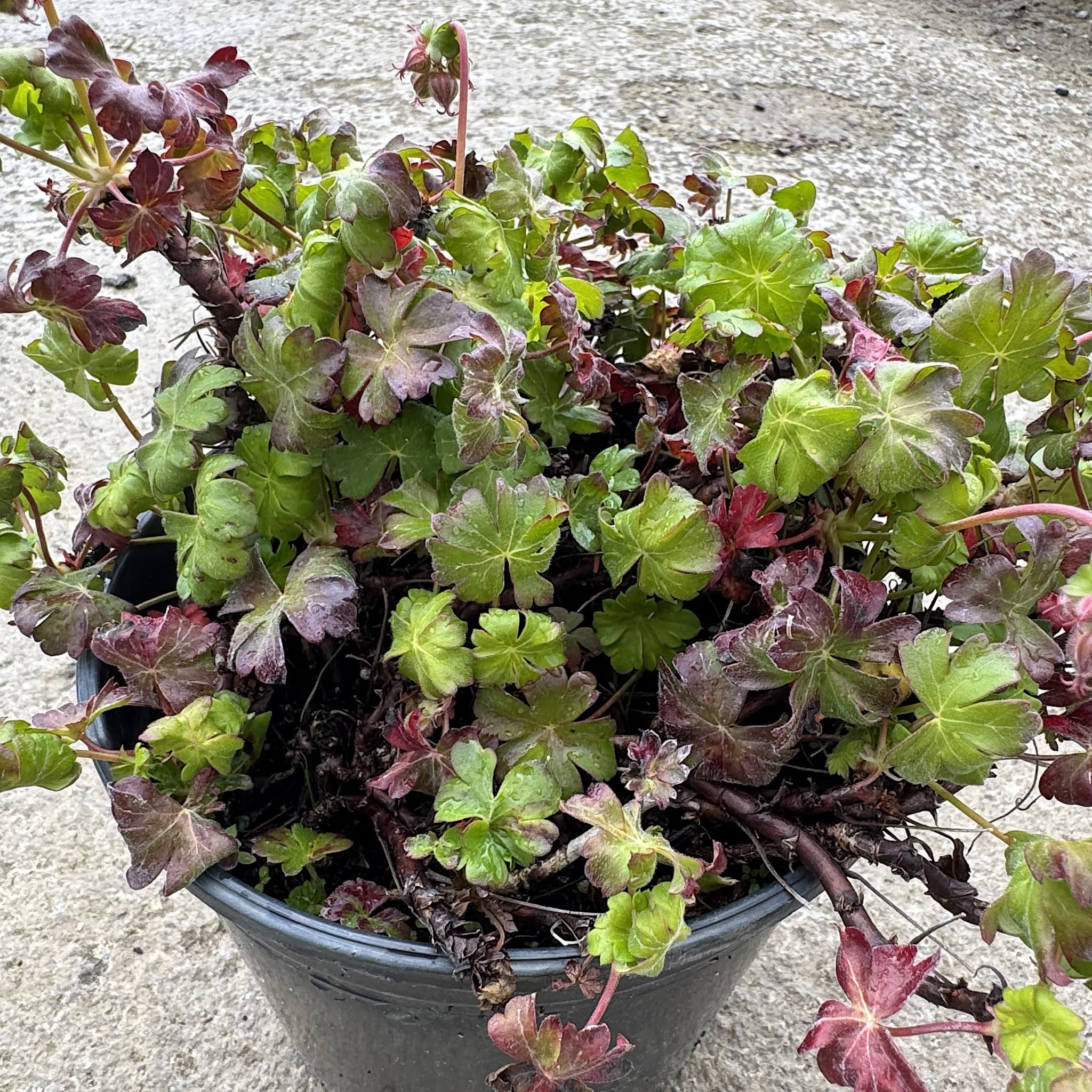 Geranium sanguineum