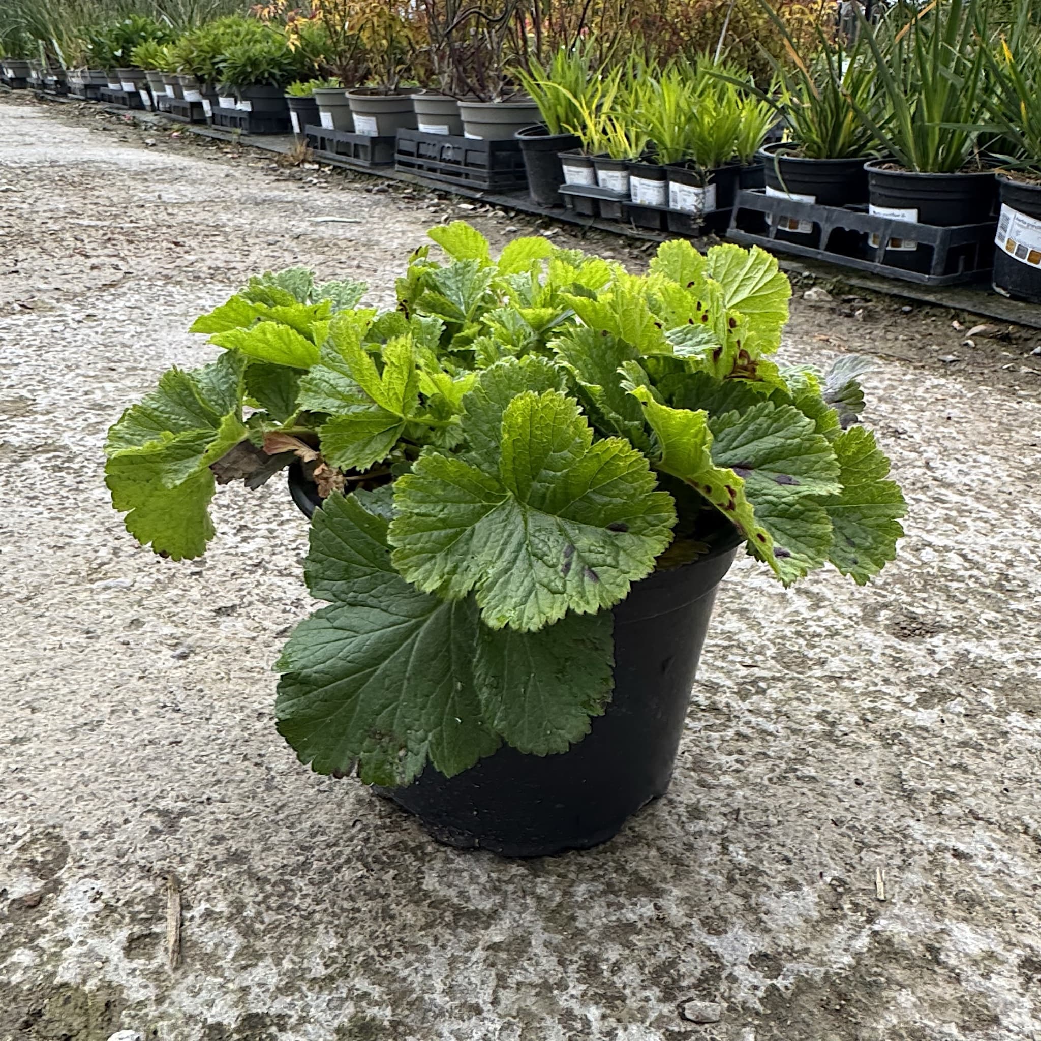 Geum 'Mai Tai'