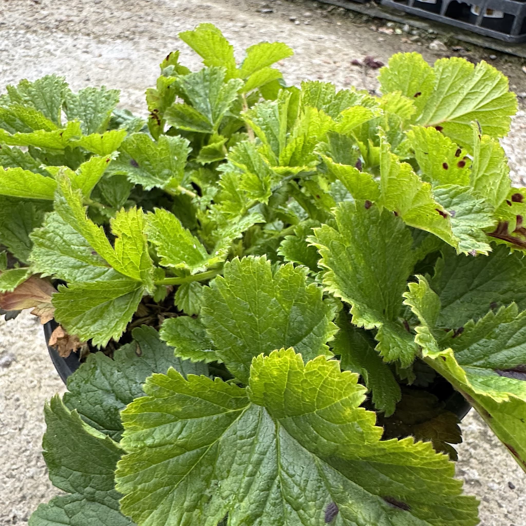 Geum 'Mai Tai'
