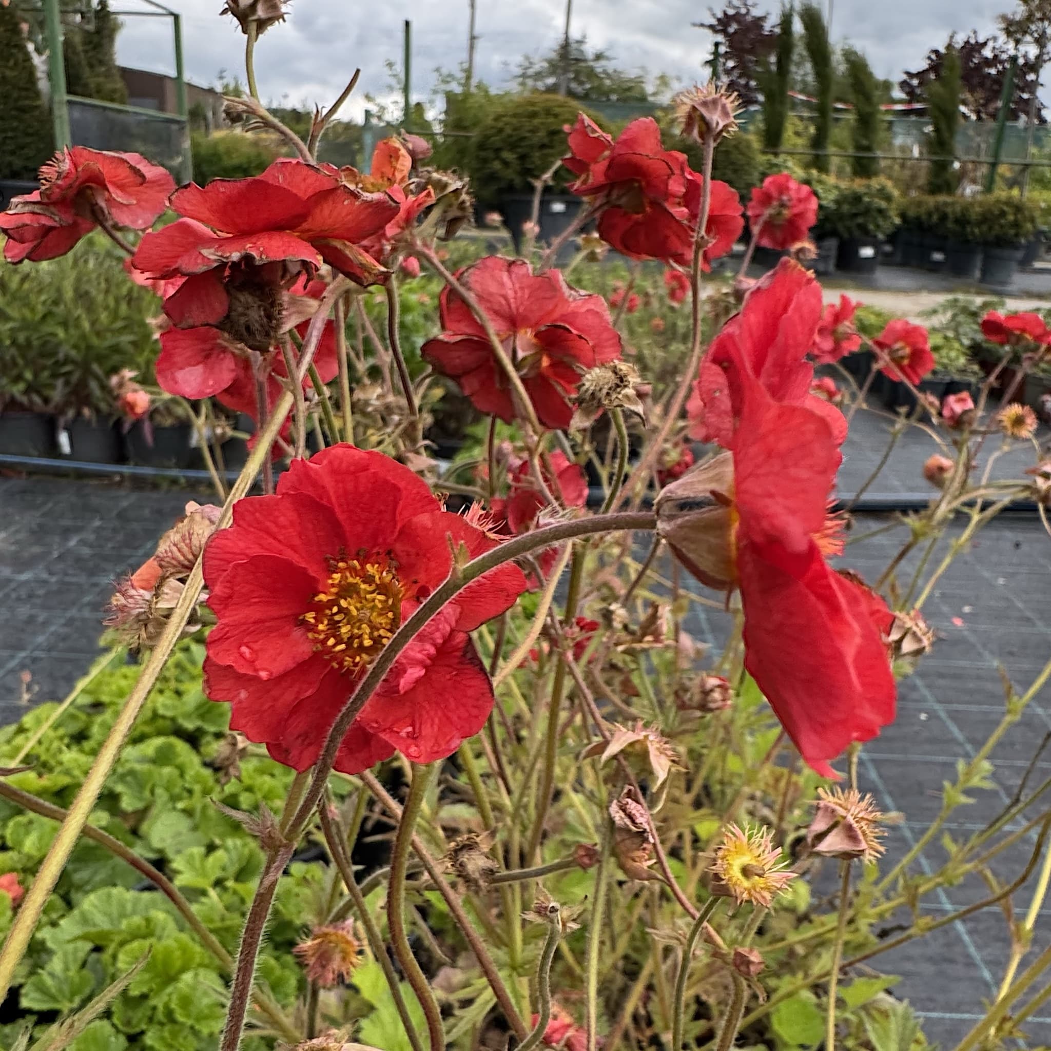 Geum 'Fiery Tempest'