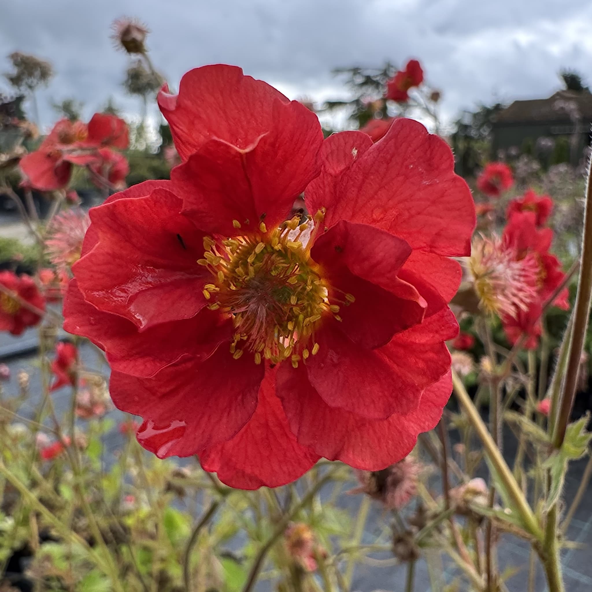 Geum 'Fiery Tempest'