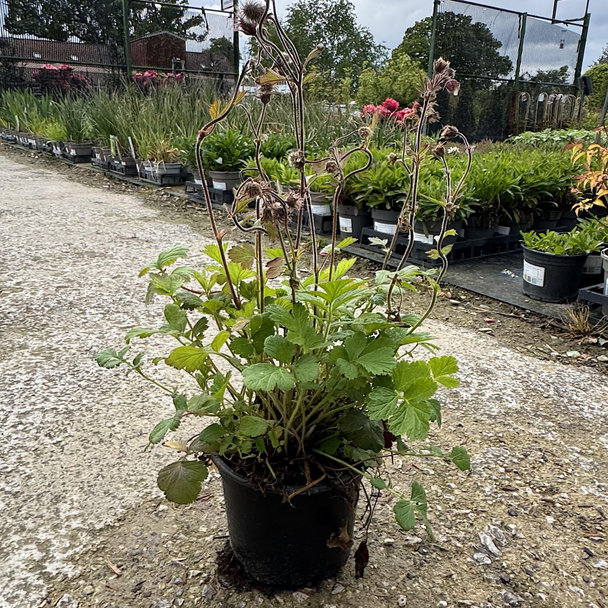 Geum rivale
