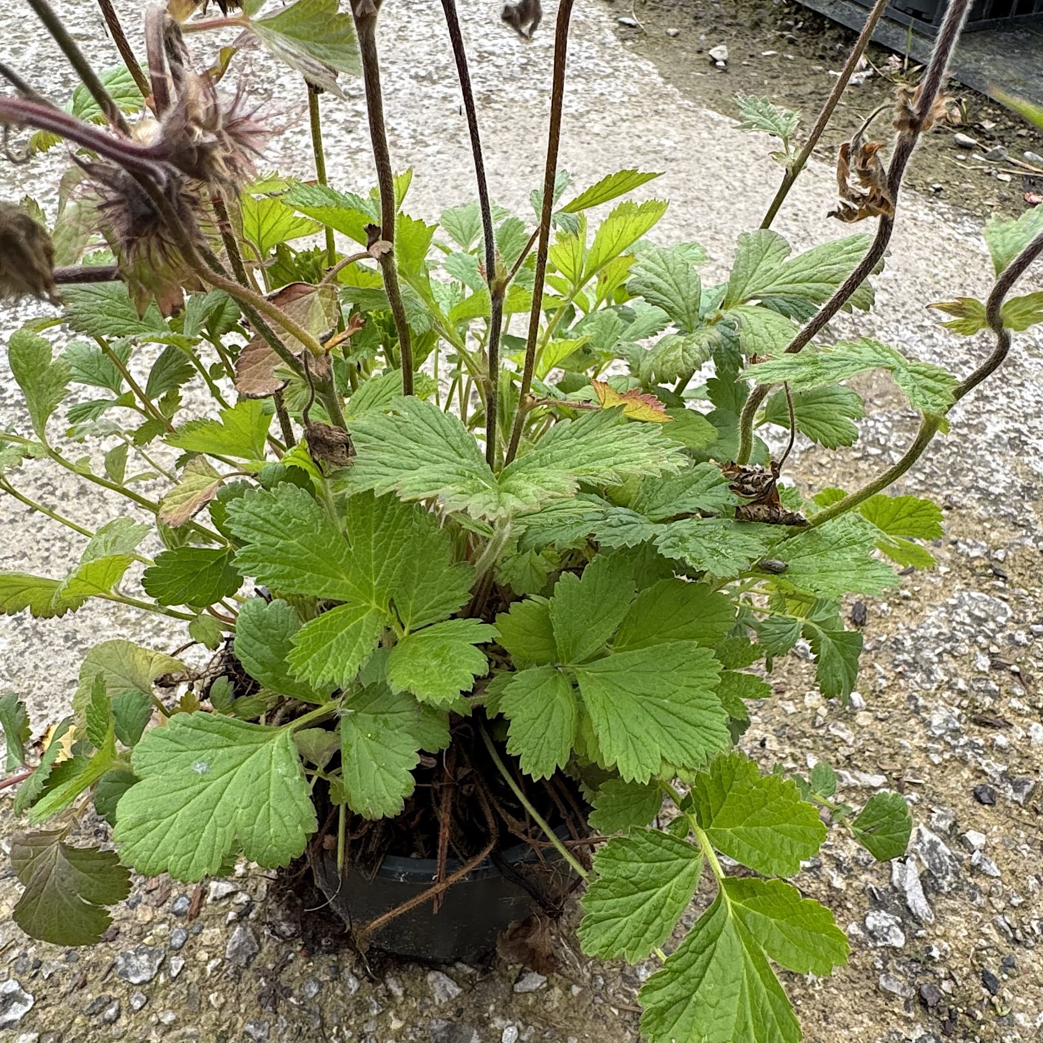 Geum rivale