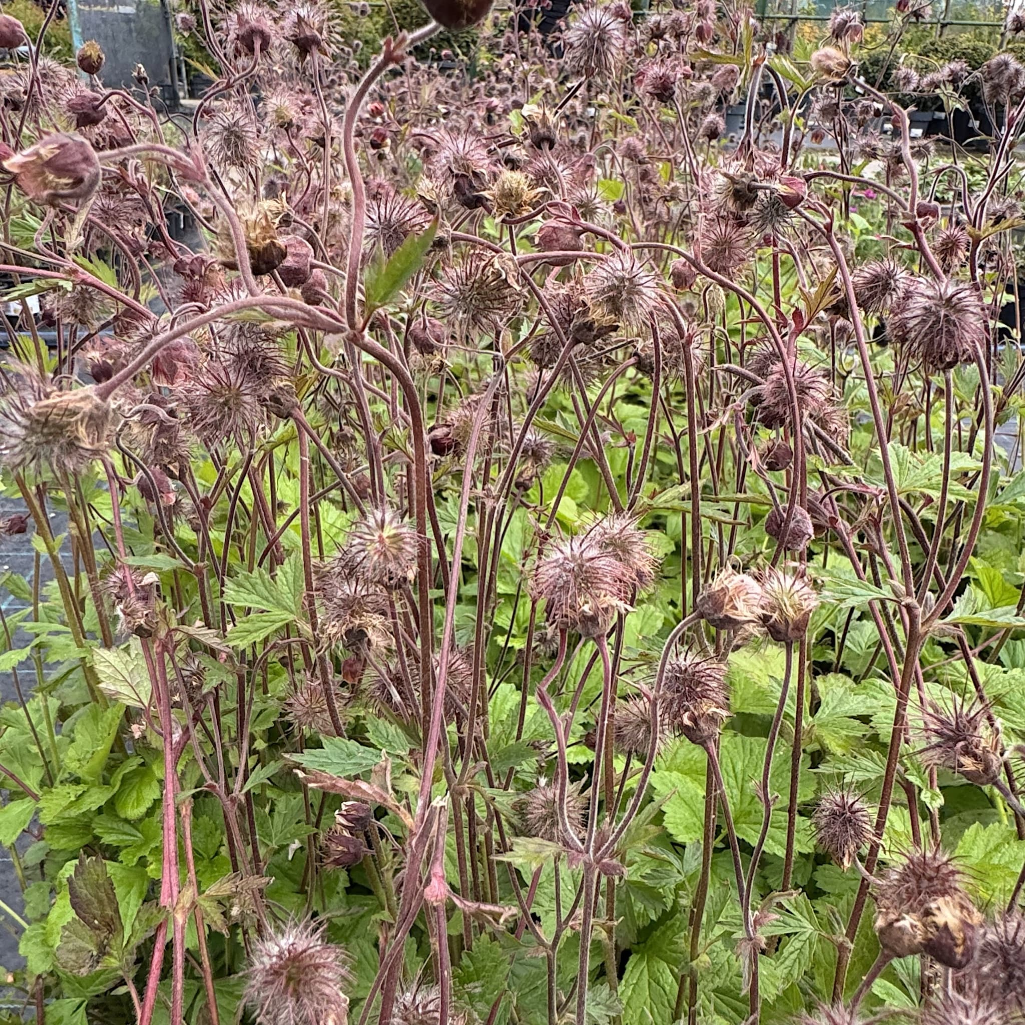 Geum rivale