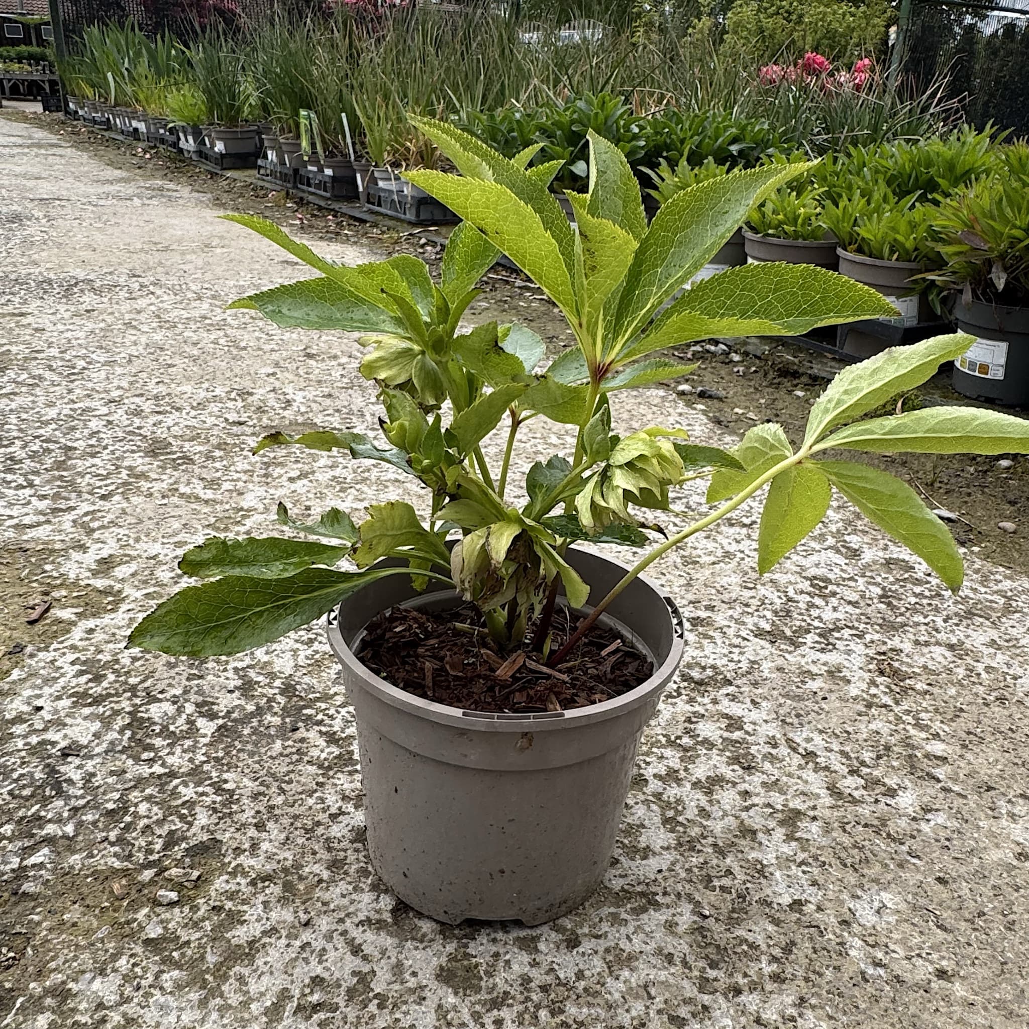 Helleborus 'Double Waterlily'