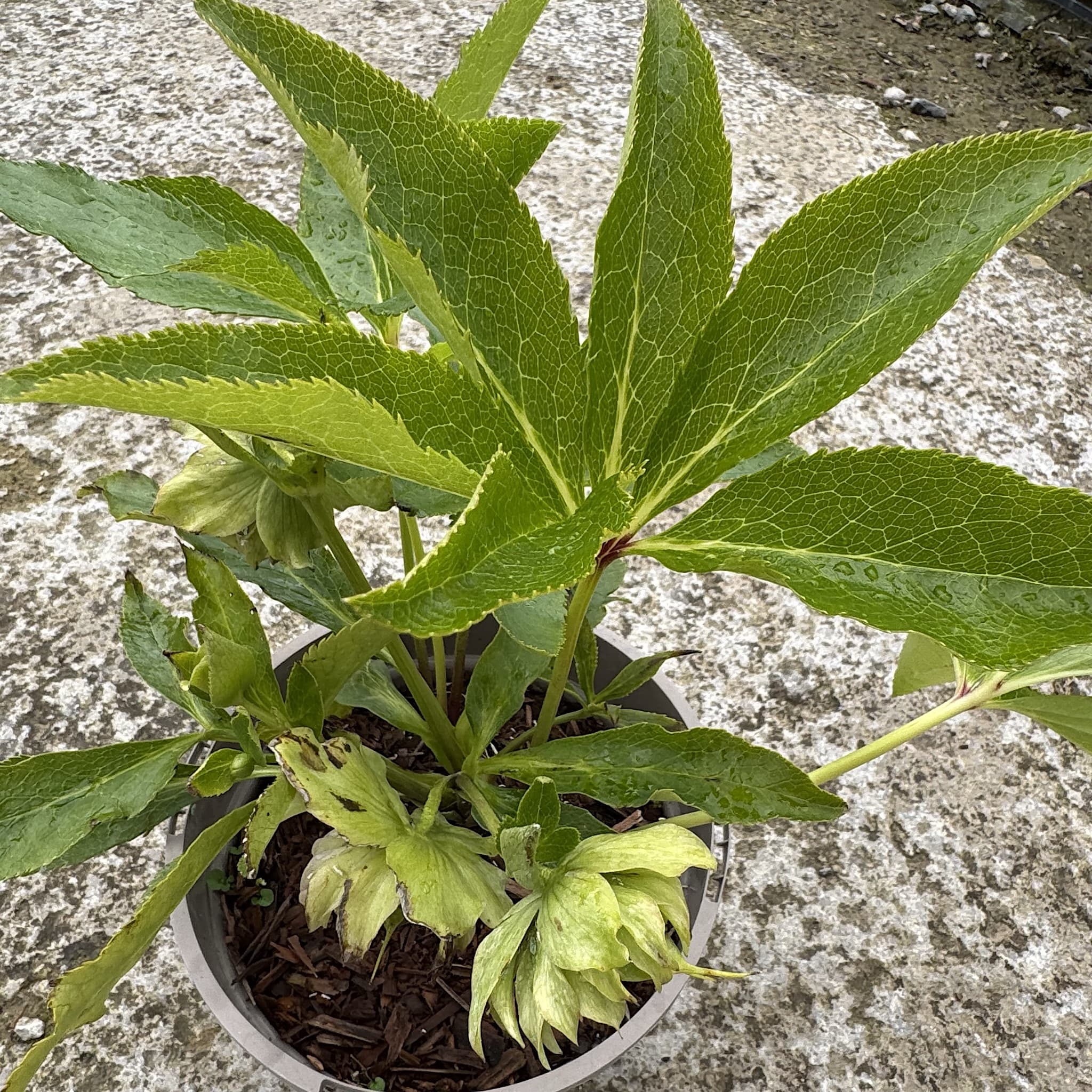 Helleborus 'Double Waterlily'