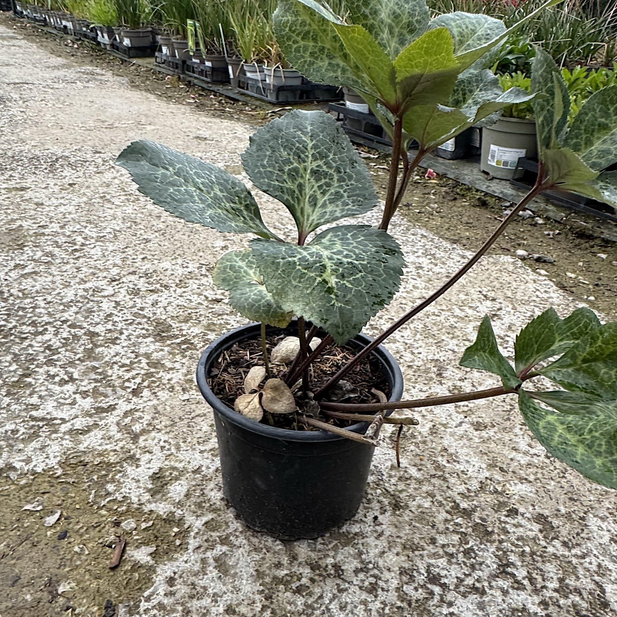 Helleborus 'Molly's White'