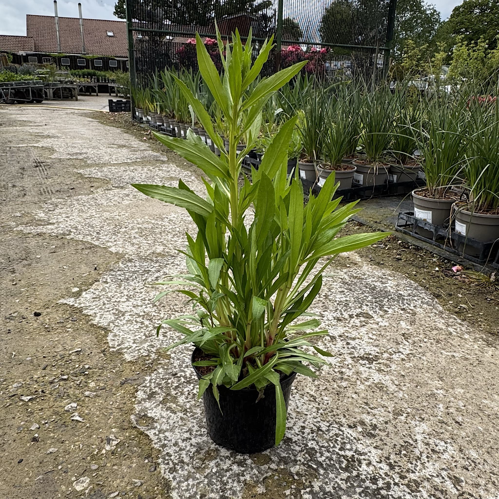 Helenium 'Moerheim Beauty'