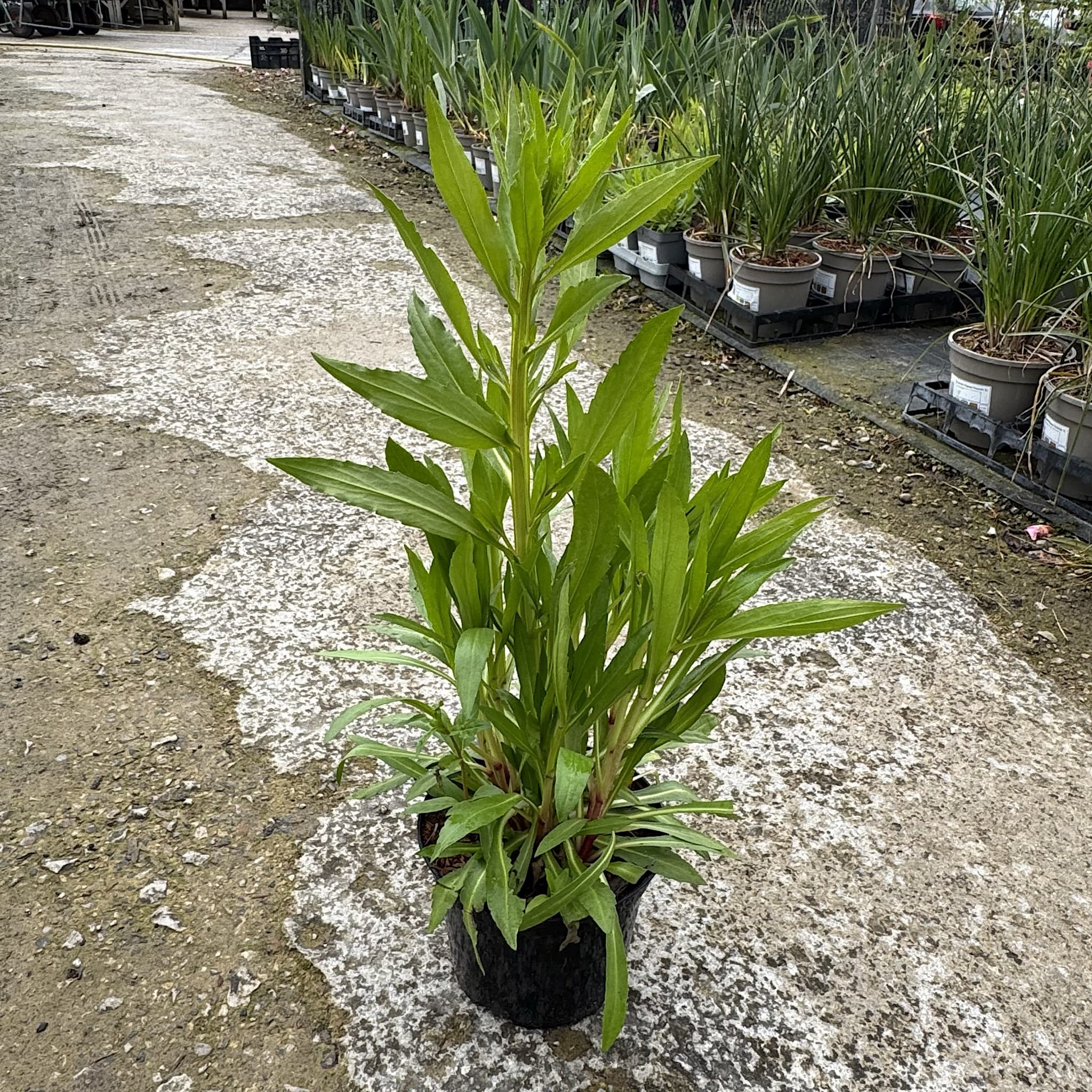 Helenium 'Moerheim Beauty'
