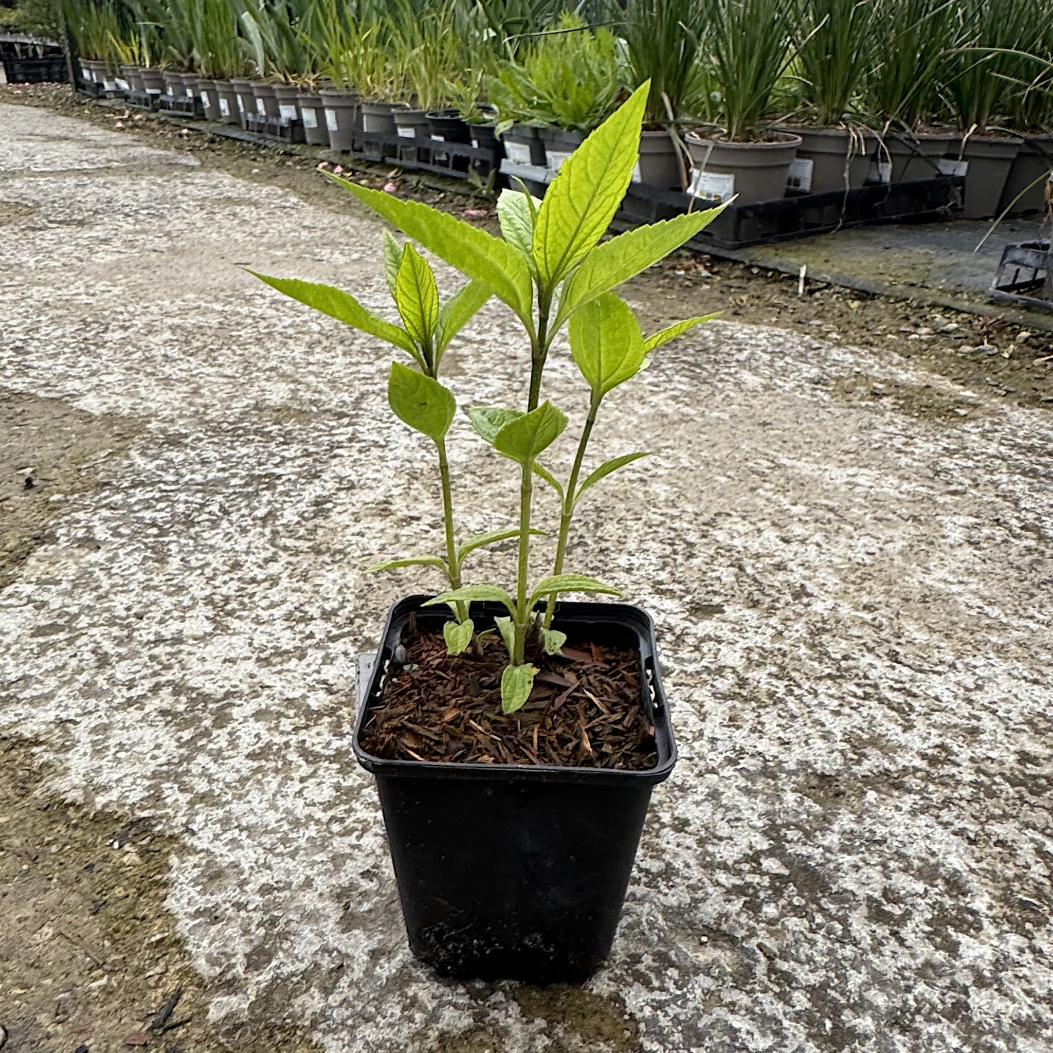 Helianthus 'Lemon Queen'