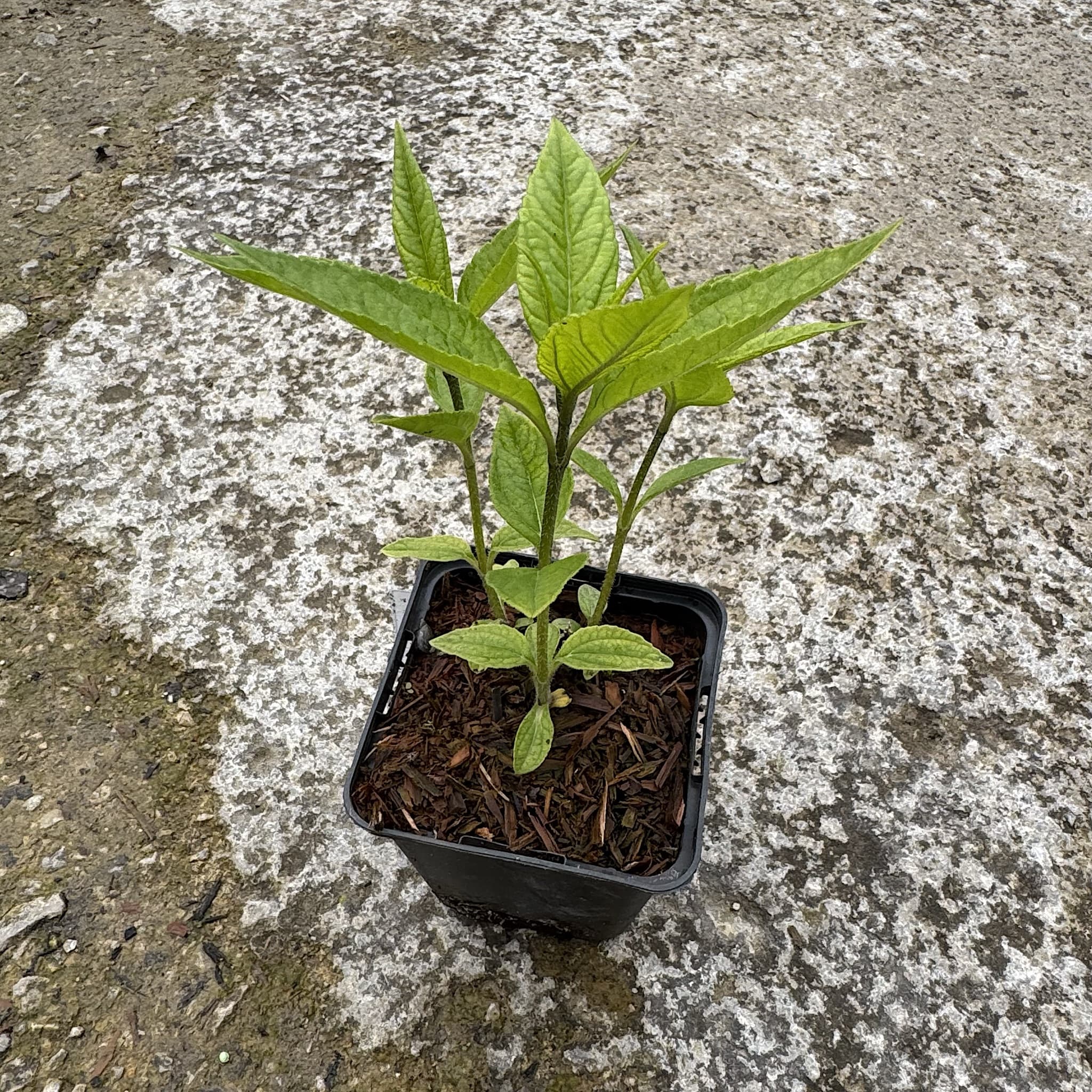Helianthus 'Lemon Queen'