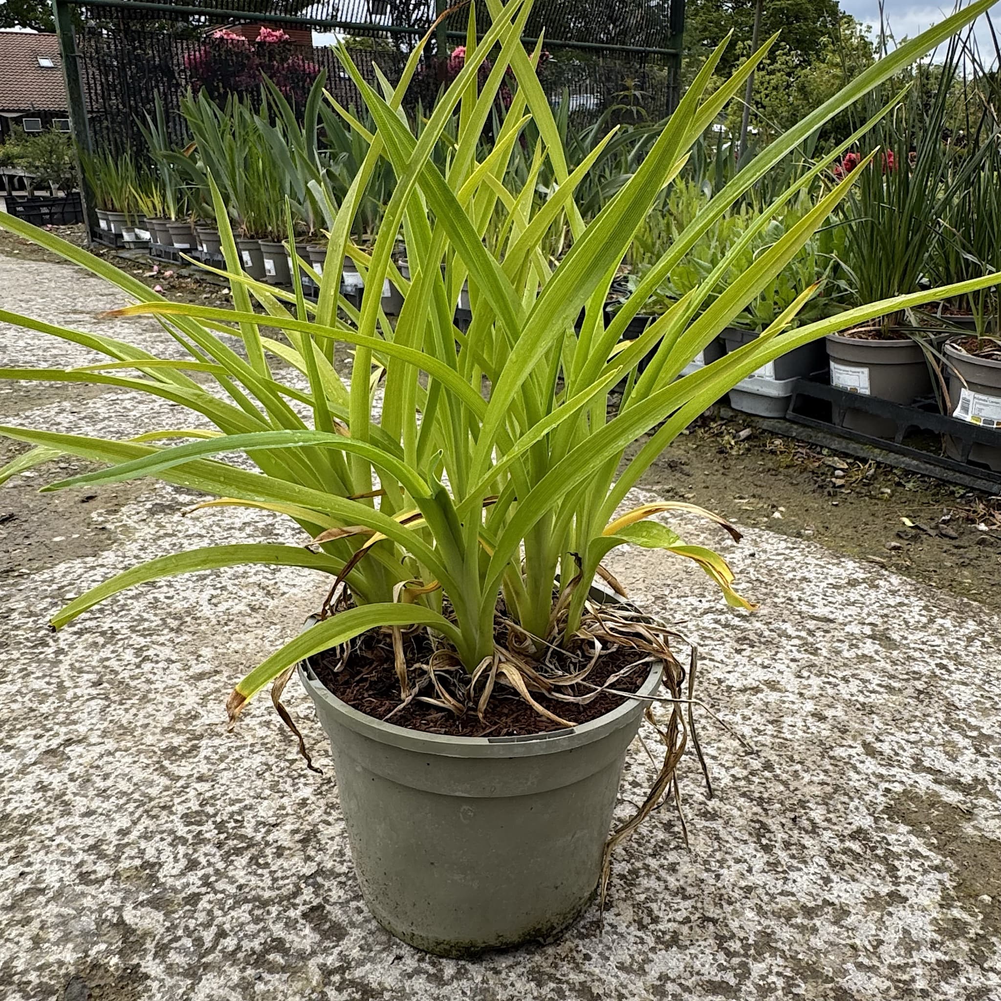 Hemerocallis 'Arabian Magic'