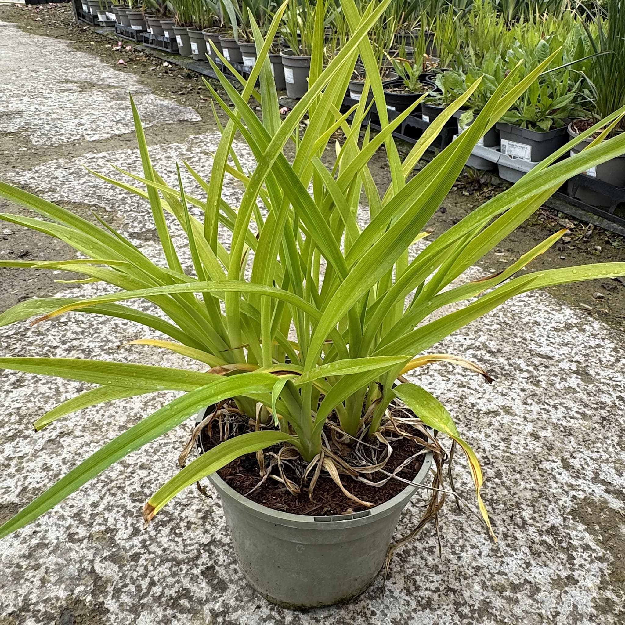 Hemerocallis 'Arabian Magic'