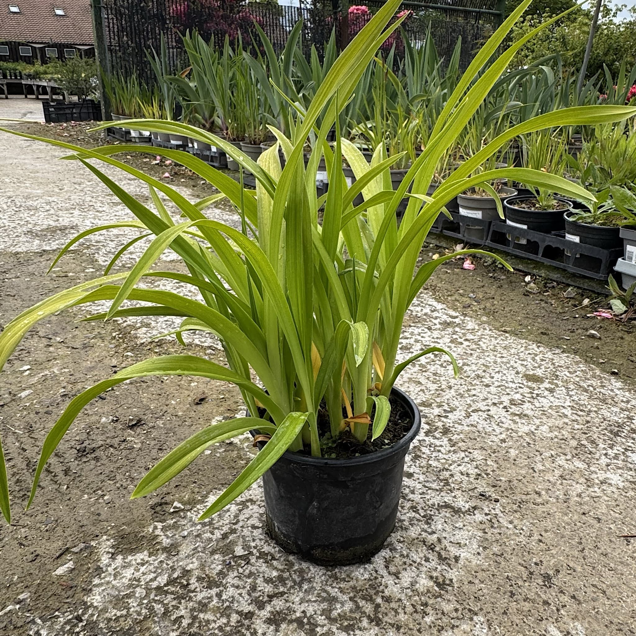 Hemerocallis ‘Arctic Snow'