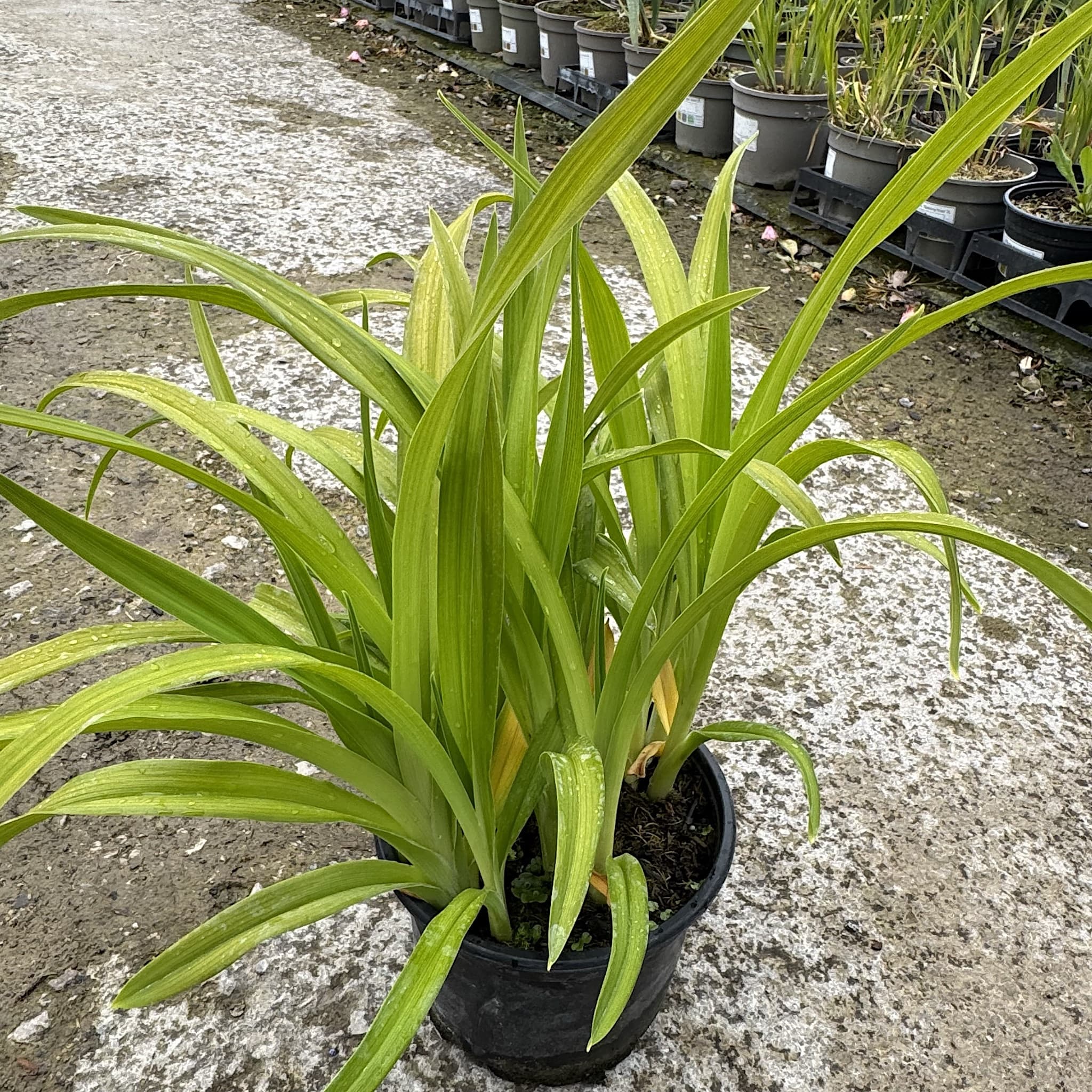Hemerocallis ‘Arctic Snow'