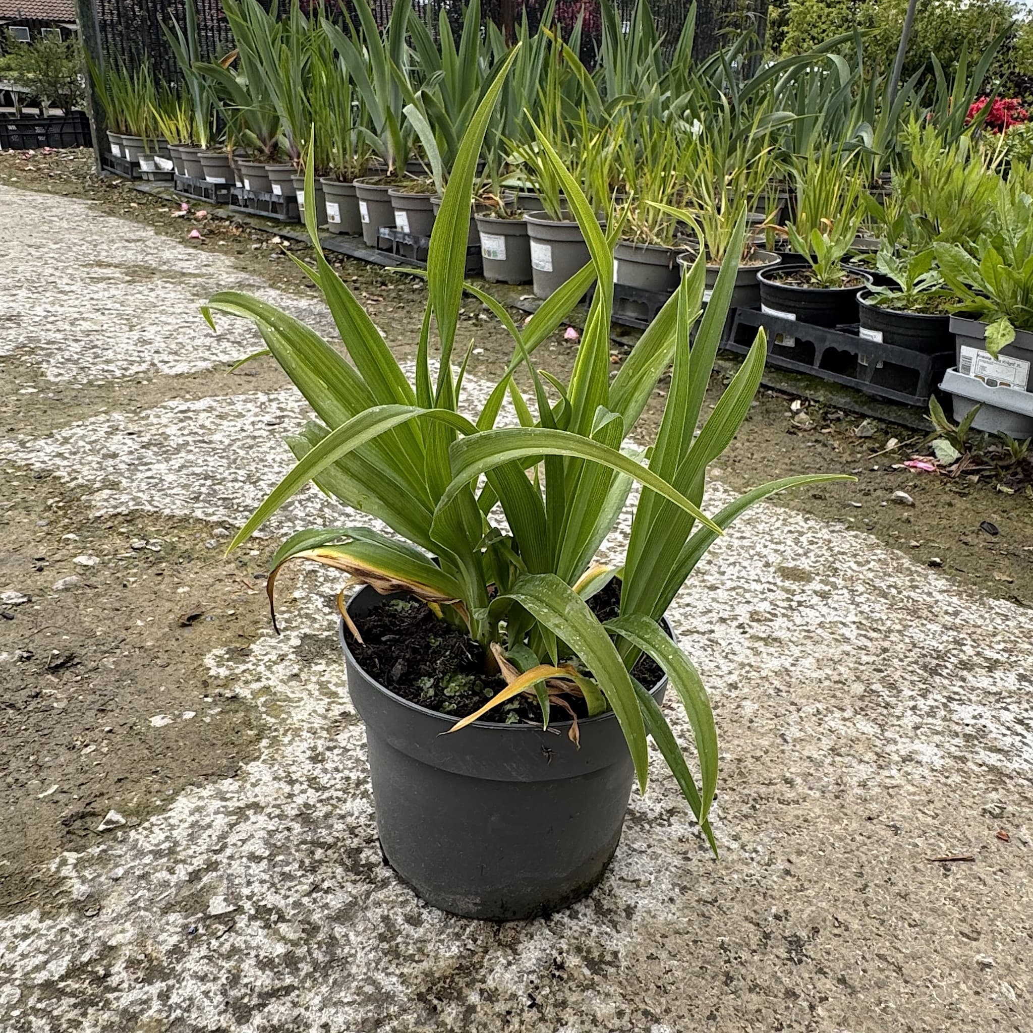 Hemerocallis 'Little Missy'