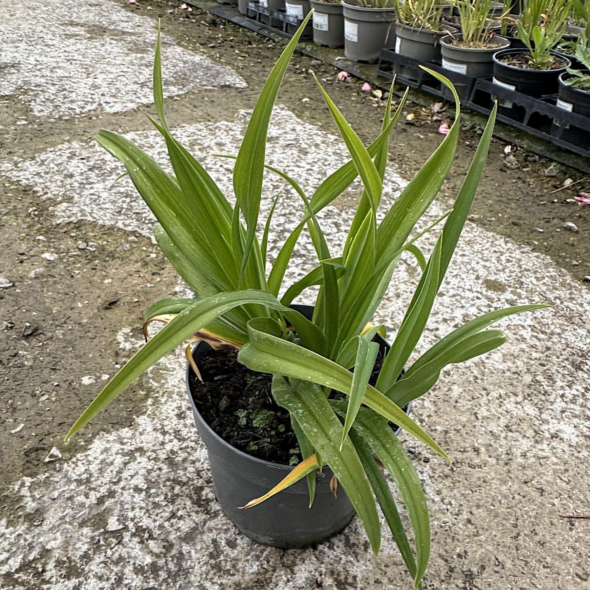 Hemerocallis 'Little Missy'