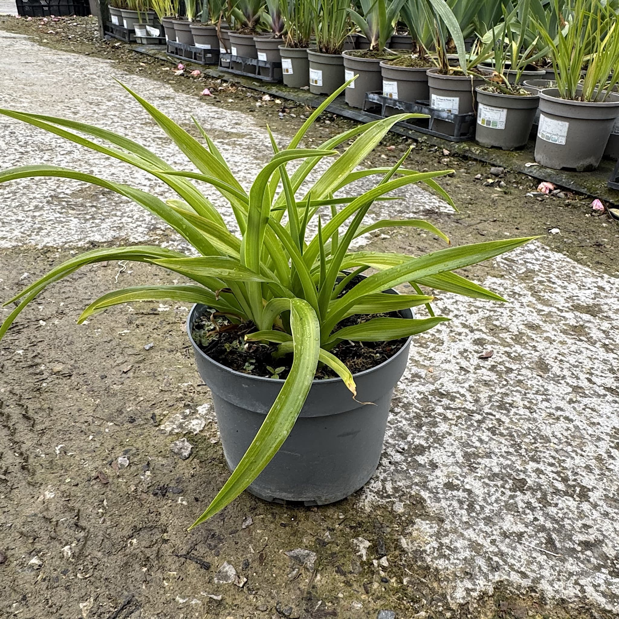 Hemerocallis 'Mini Pearl’