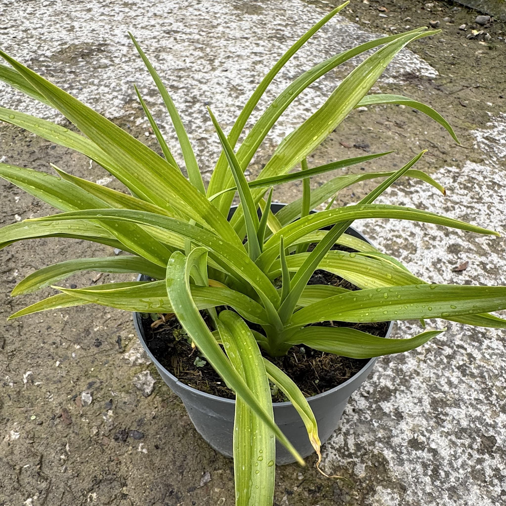 Hemerocallis 'Mini Pearl’