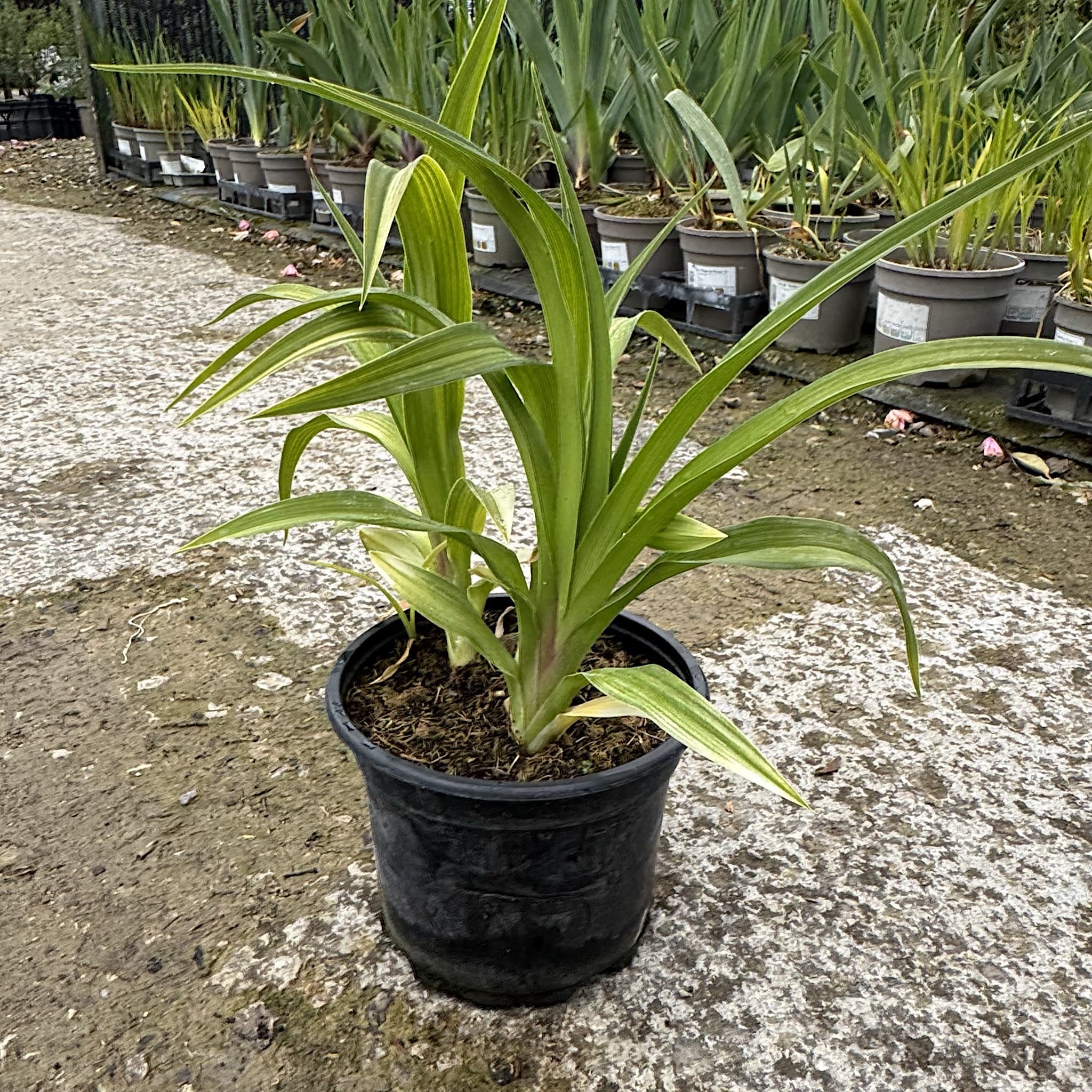 Hemerocallis 'Oriental Ruby’
