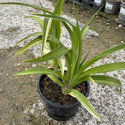 Hemerocallis 'Oriental Ruby’
