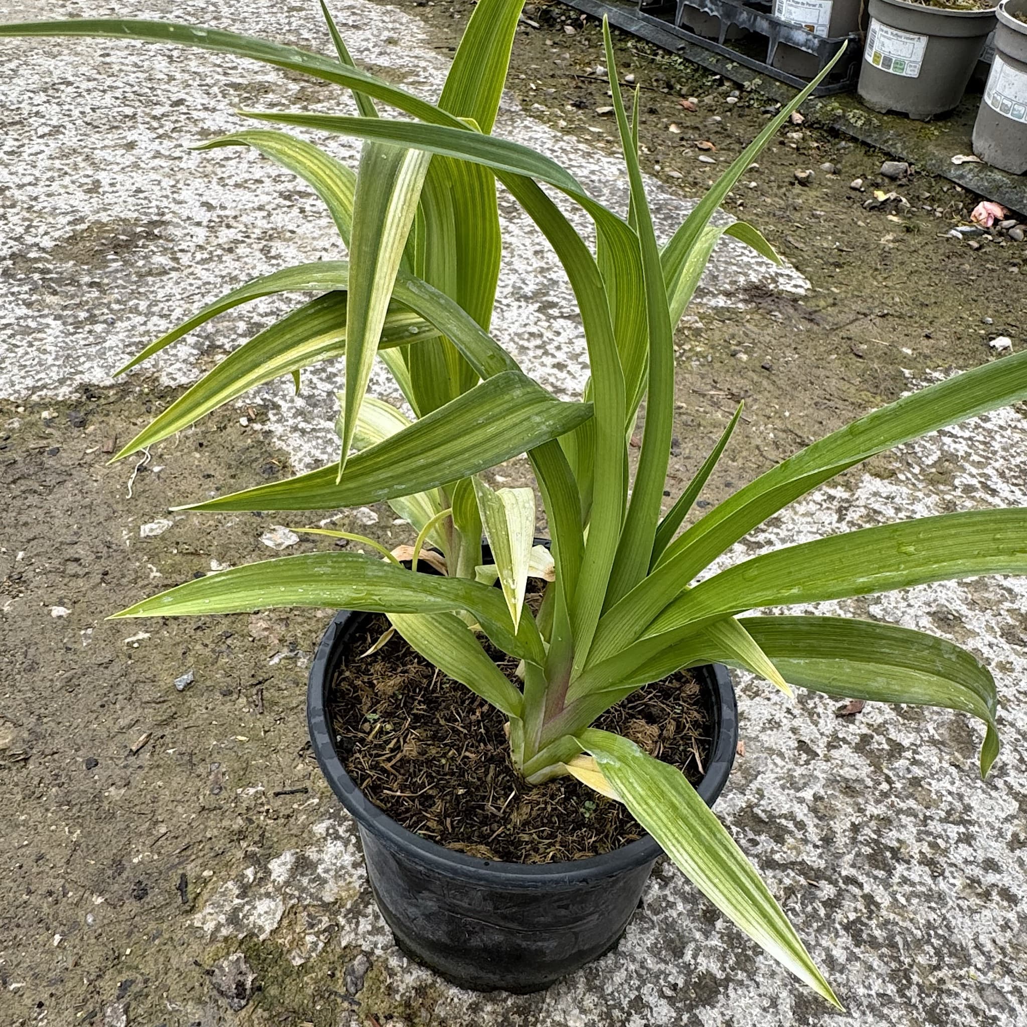 Hemerocallis 'Oriental Ruby’