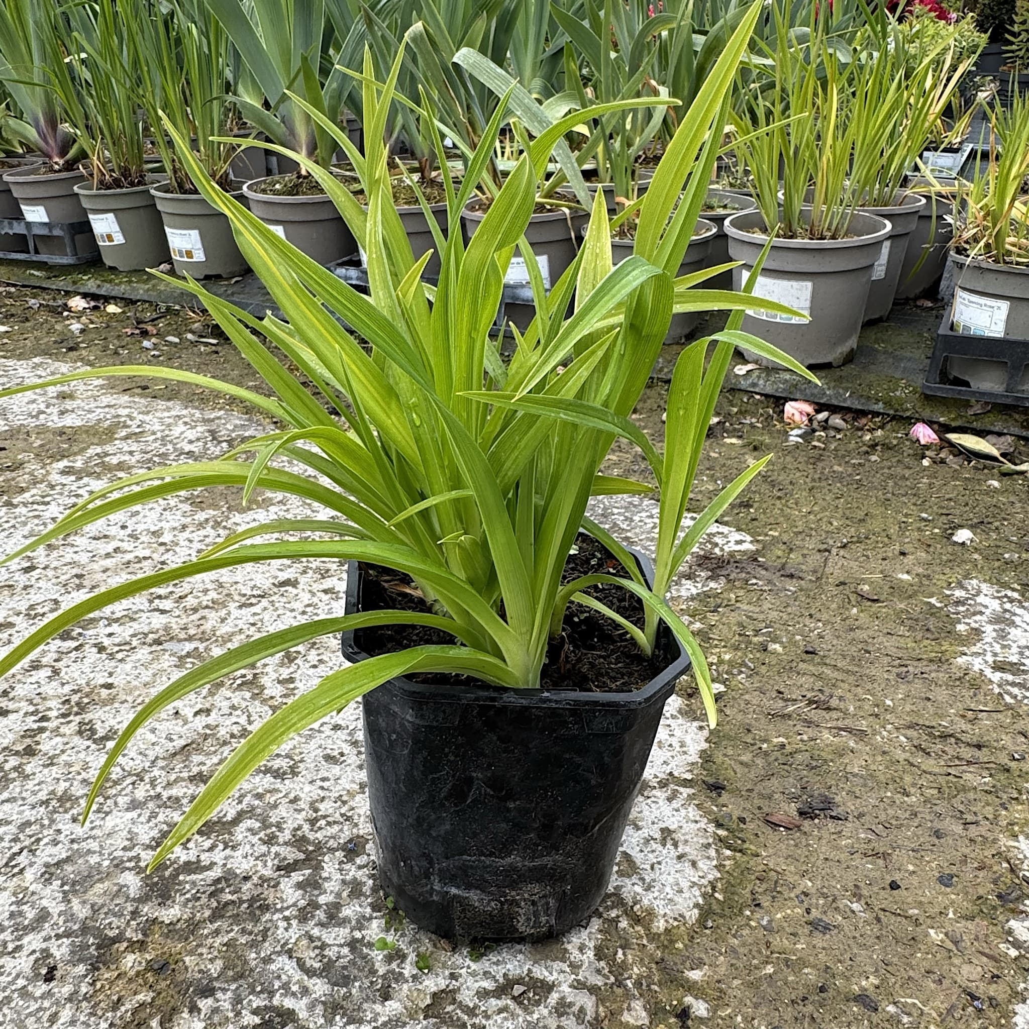 Hemerocallis 'Pardon Me'